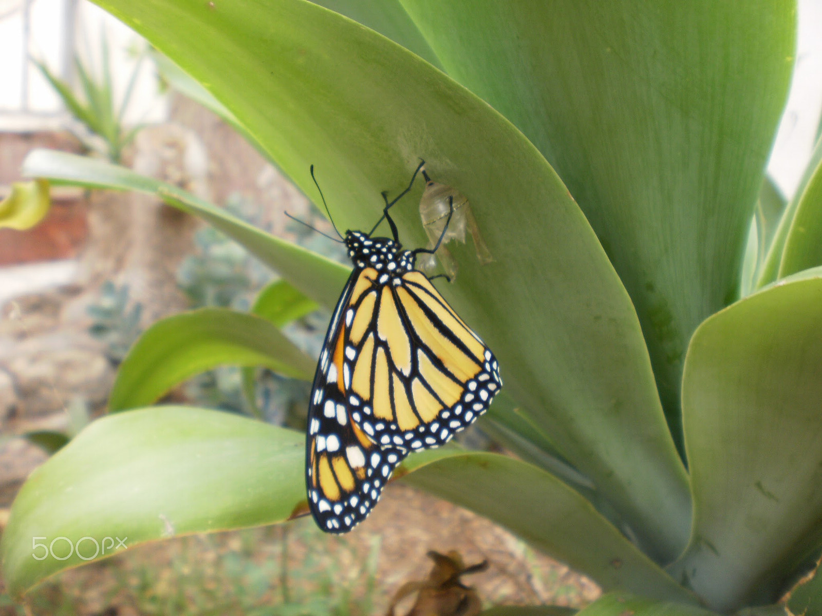 Olympus FE26,X21 sample photo. Butterfly photography