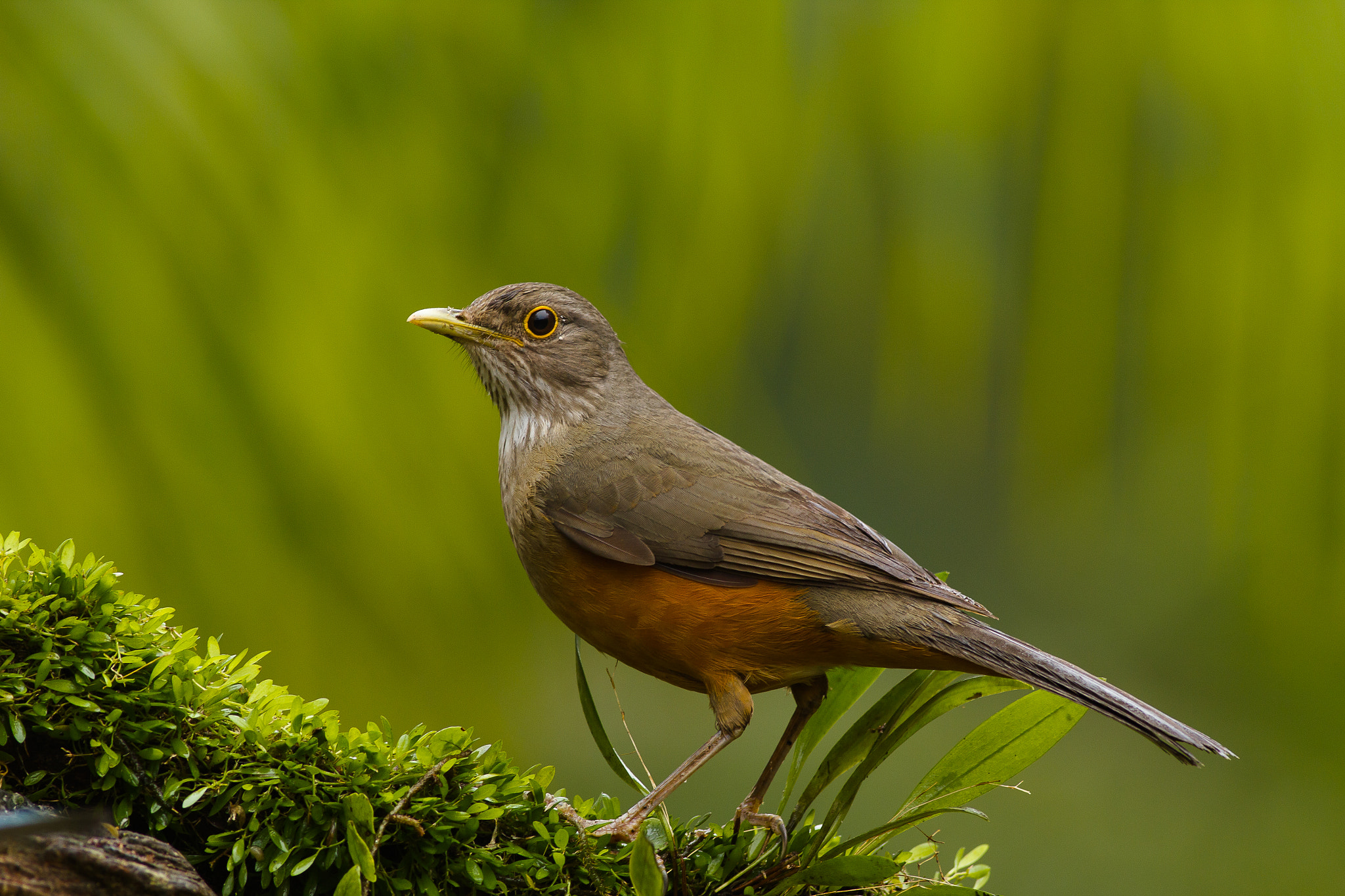 Canon EF 400mm F5.6L USM sample photo. Turdus  rufiventris photography