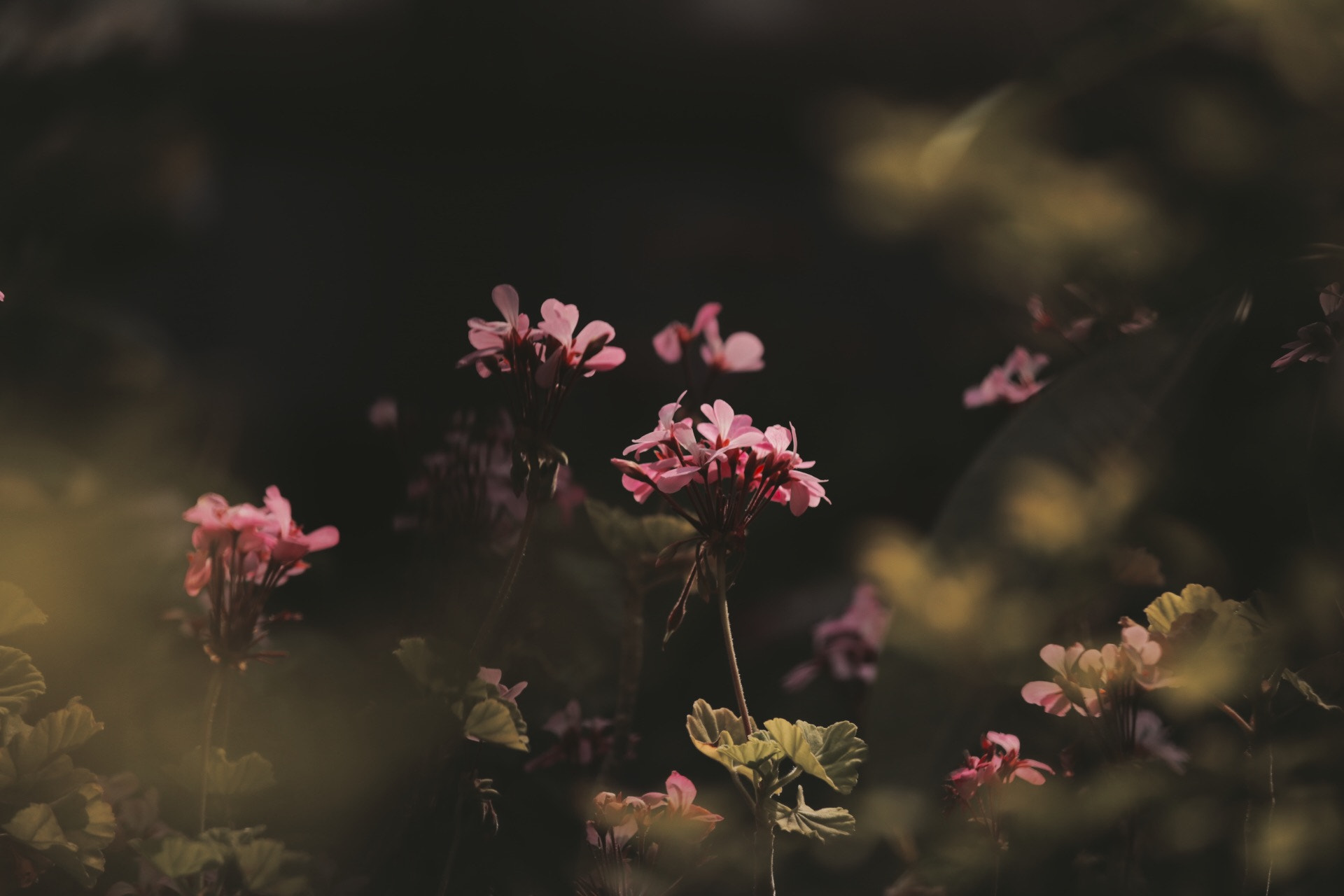 Canon EF 70-200mm F4L IS USM sample photo. Lve geranium photography