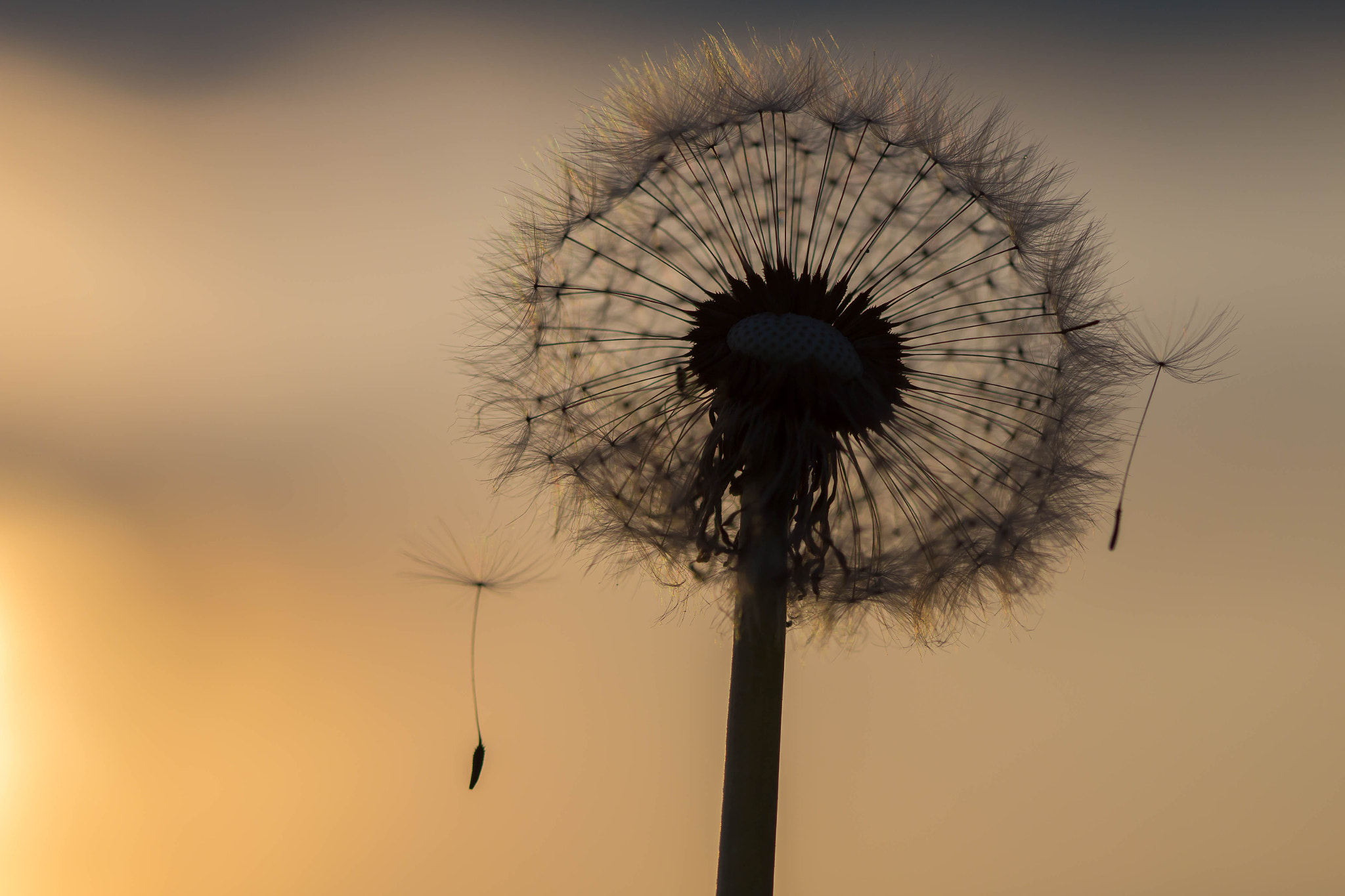 Canon EF 100mm F2.8 Macro USM sample photo. Dandelion photography