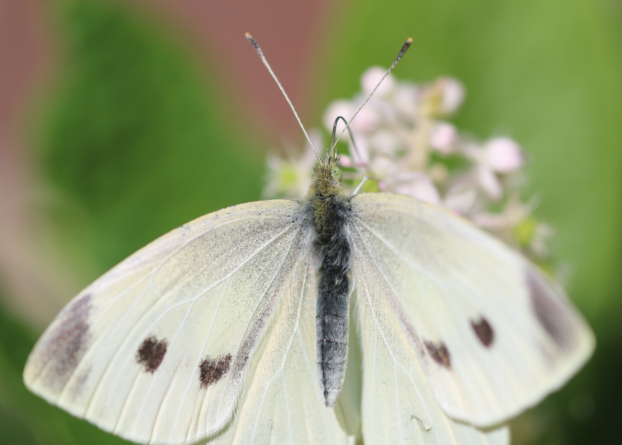 Canon EF 180mm F3.5L Macro USM sample photo. Butterfly photography