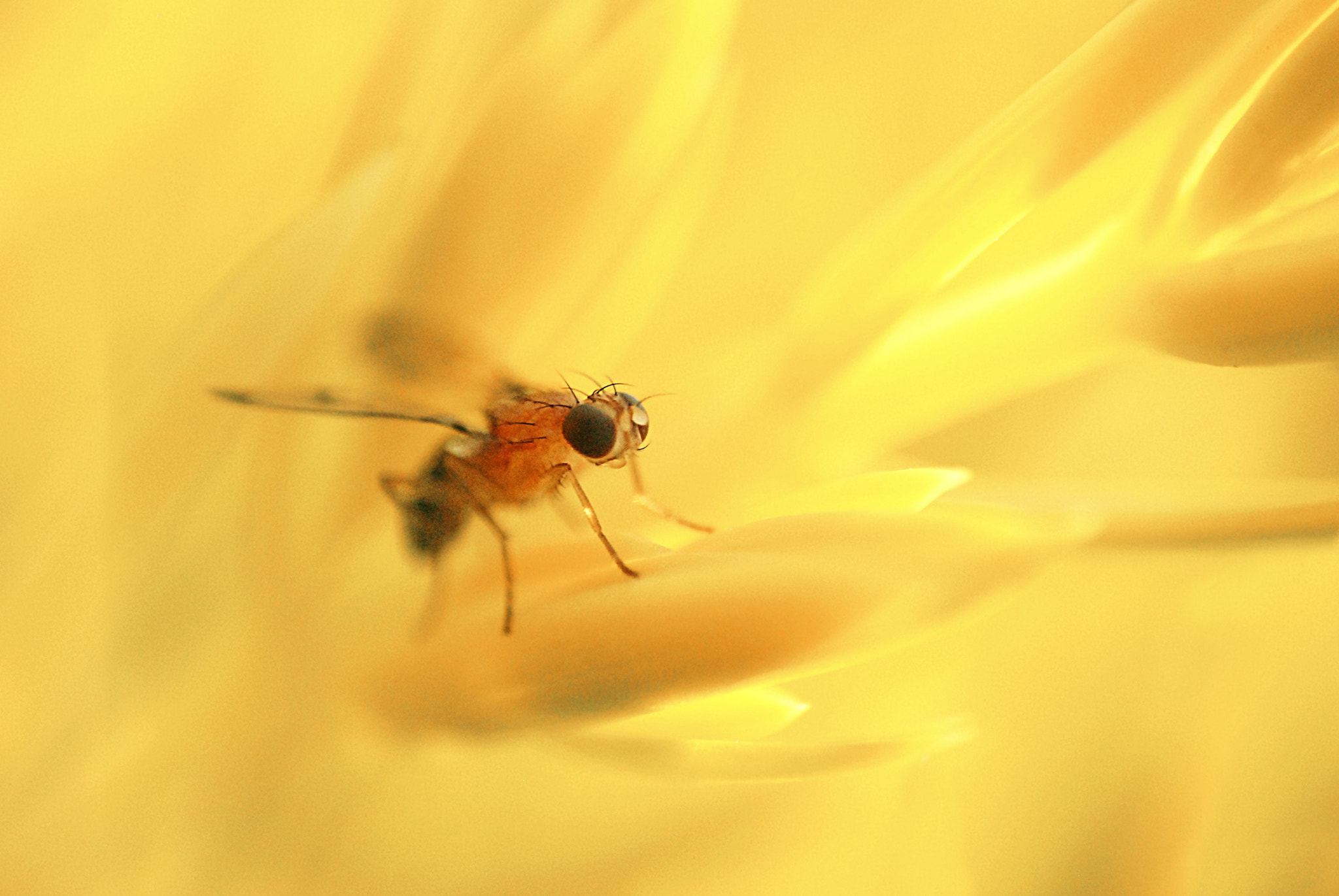 Nikon D80 + Sigma 70-300mm F4-5.6 APO Macro Super II sample photo. Diptera photography