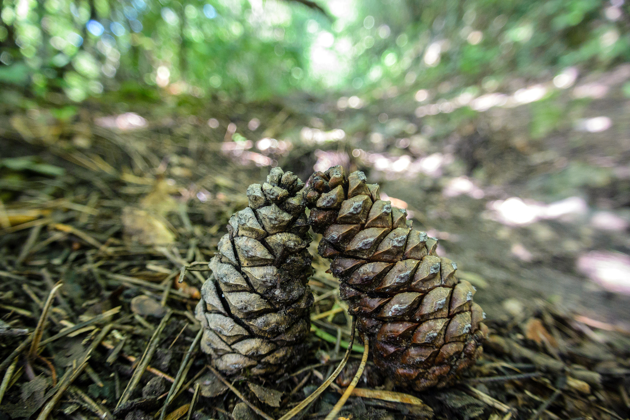 Nikon 1 J3 sample photo. Beauty of nature photography