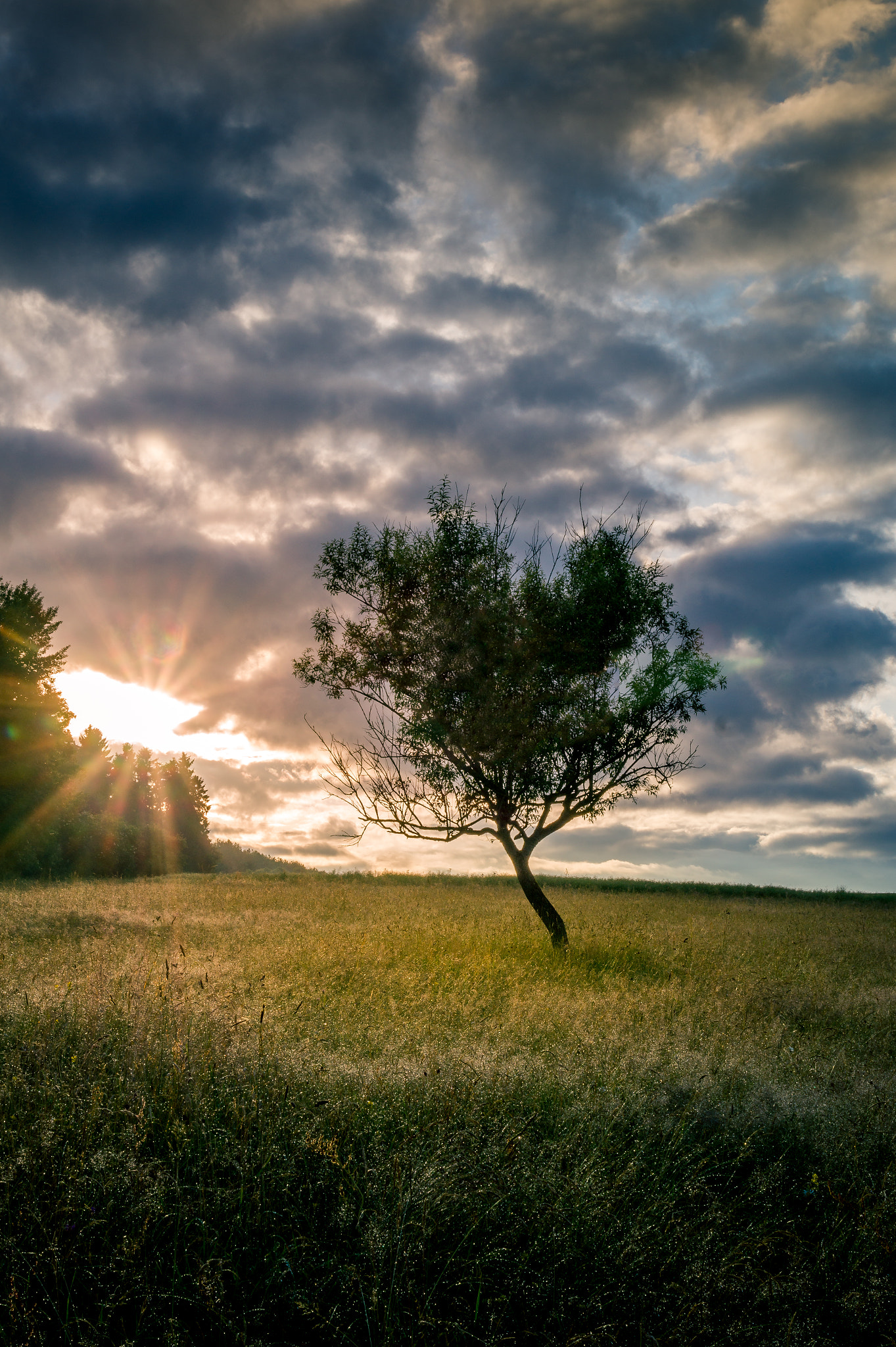 Sony SLT-A58 sample photo. Lonely tree photography