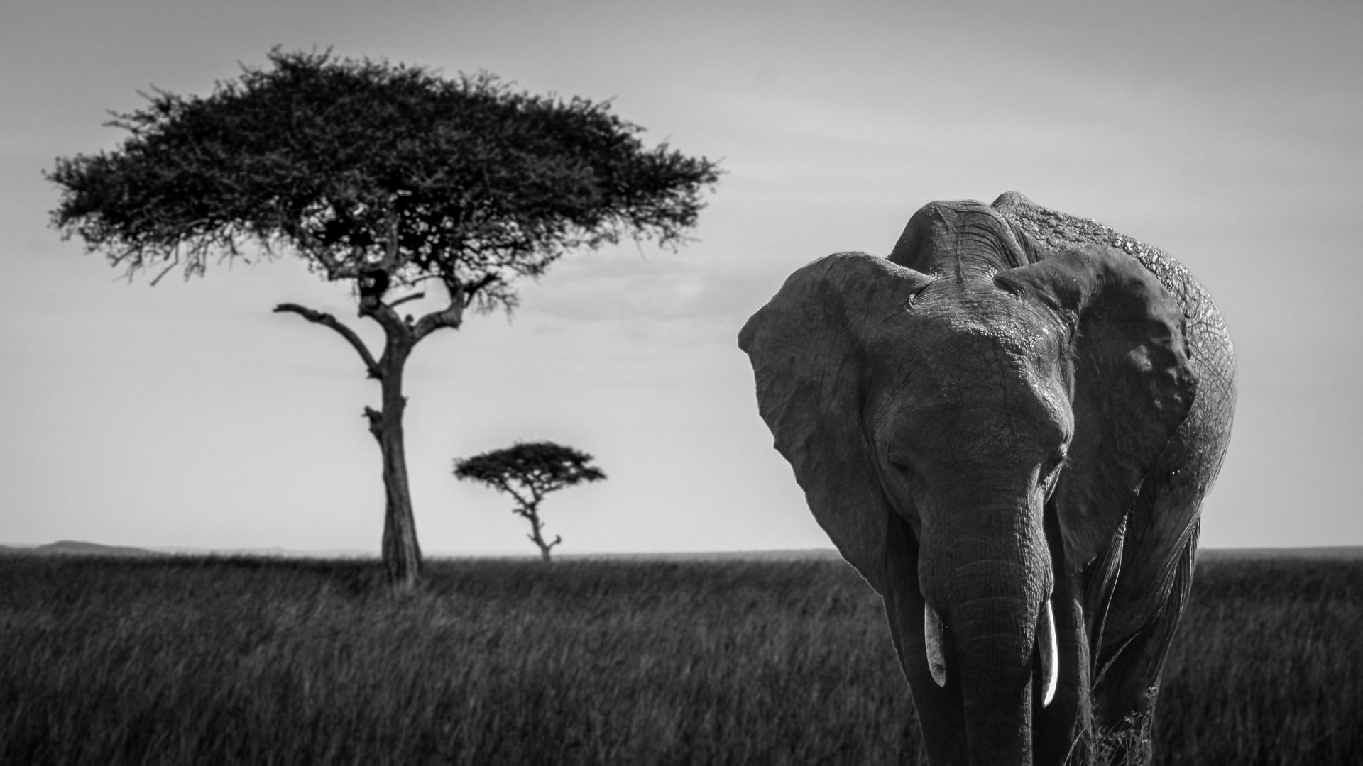 Pentax smc DA 55-300mm F4.0-5.8 ED sample photo. Elephant photography