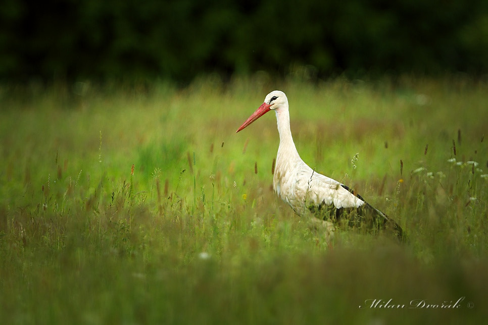 Canon EOS 7D Mark II + Canon EF 300mm F2.8L IS USM sample photo. For the afternoon hunt photography