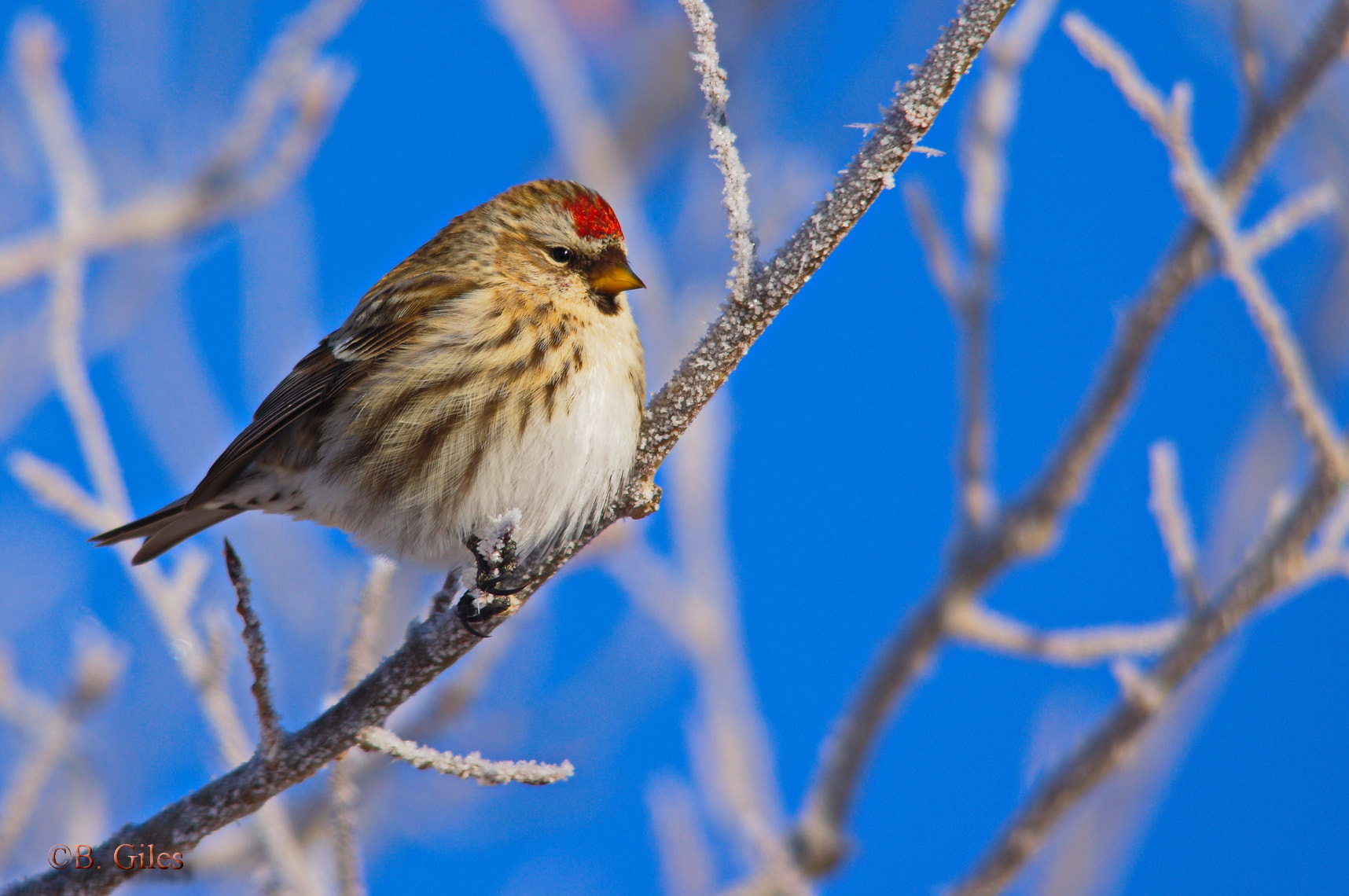 Sigma 150-500mm F5-6.3 DG OS HSM sample photo. Redpoll winter photography