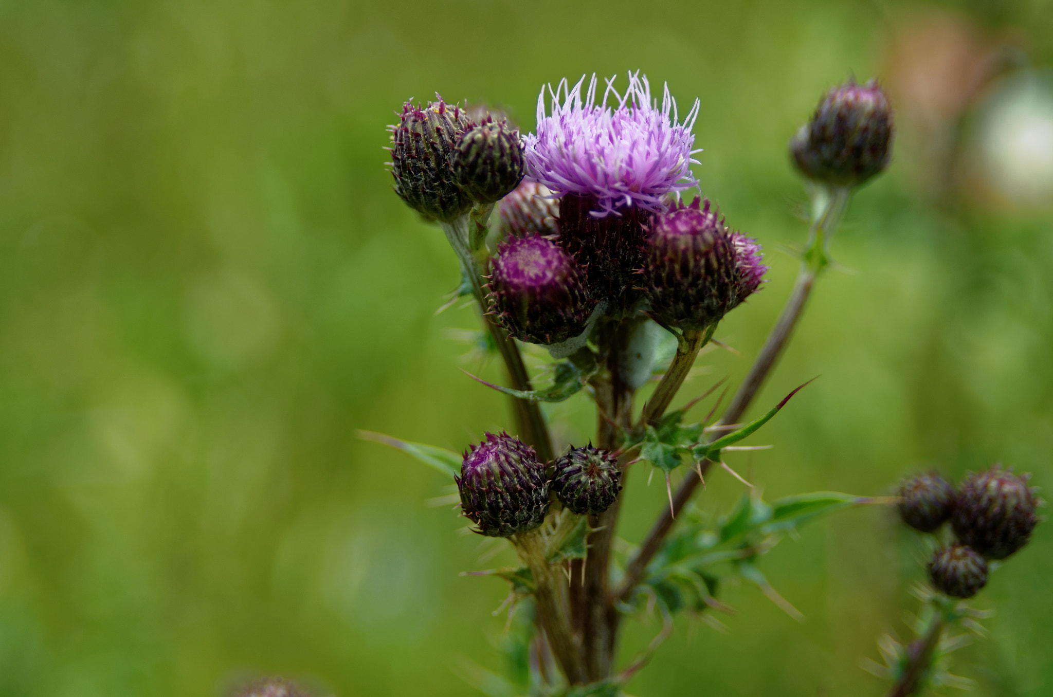 Manual Lens No CPU sample photo. Thistle photography