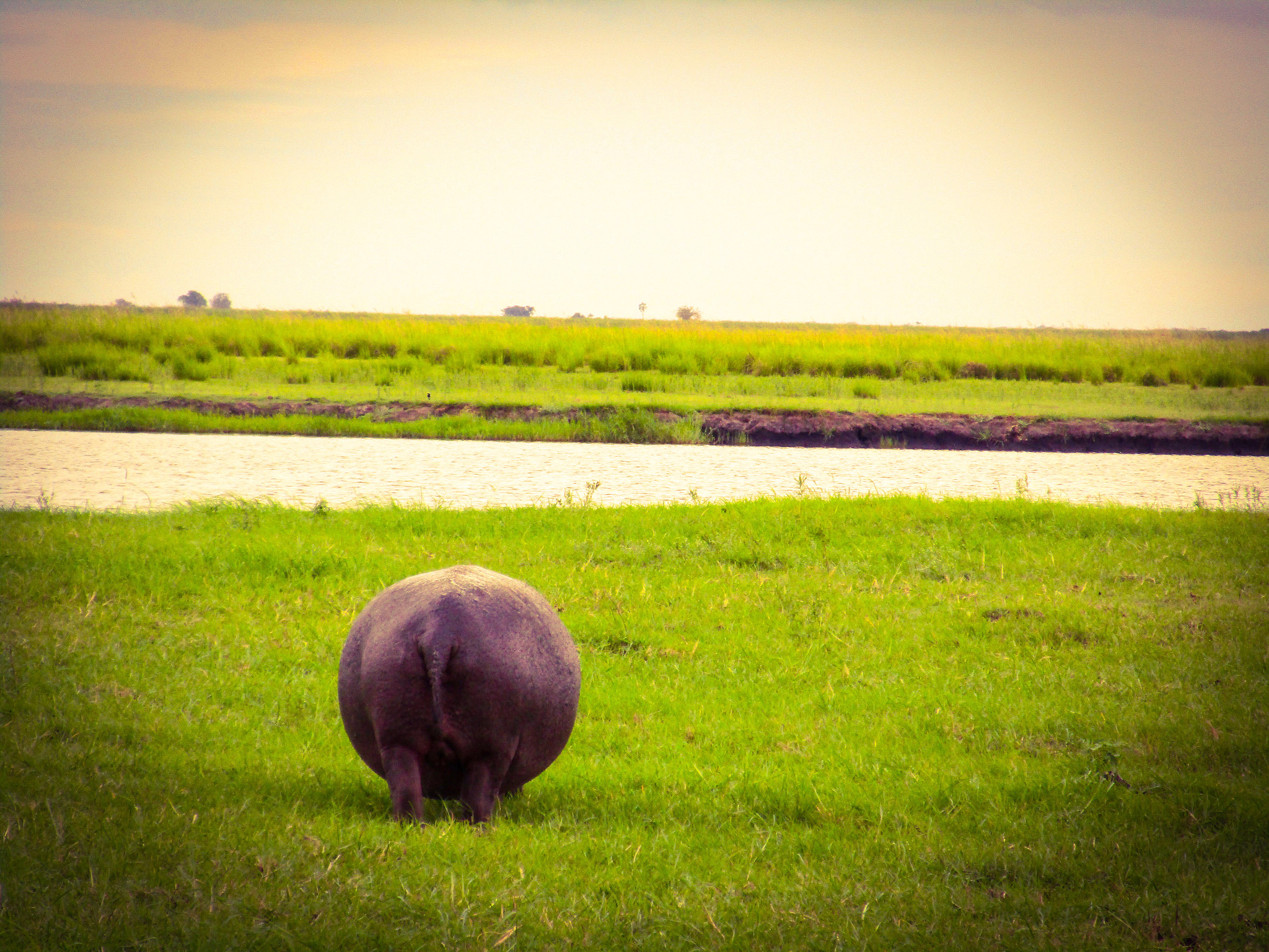 Canon PowerShot ELPH 170 IS (IXUS 170 / IXY 170) sample photo. Chobe national park // botswana photography