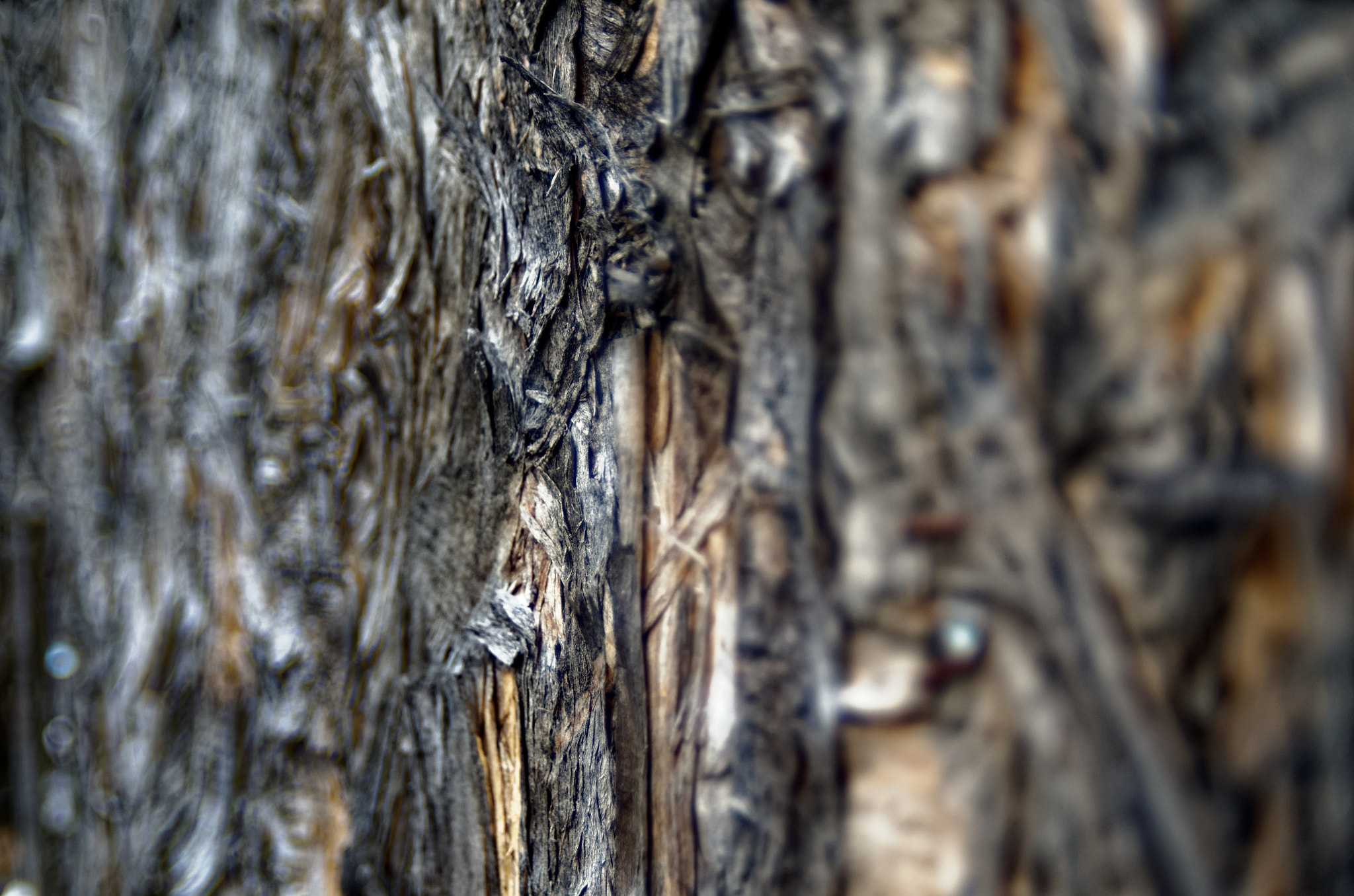Manual Lens No CPU sample photo. Abstract 1 photography