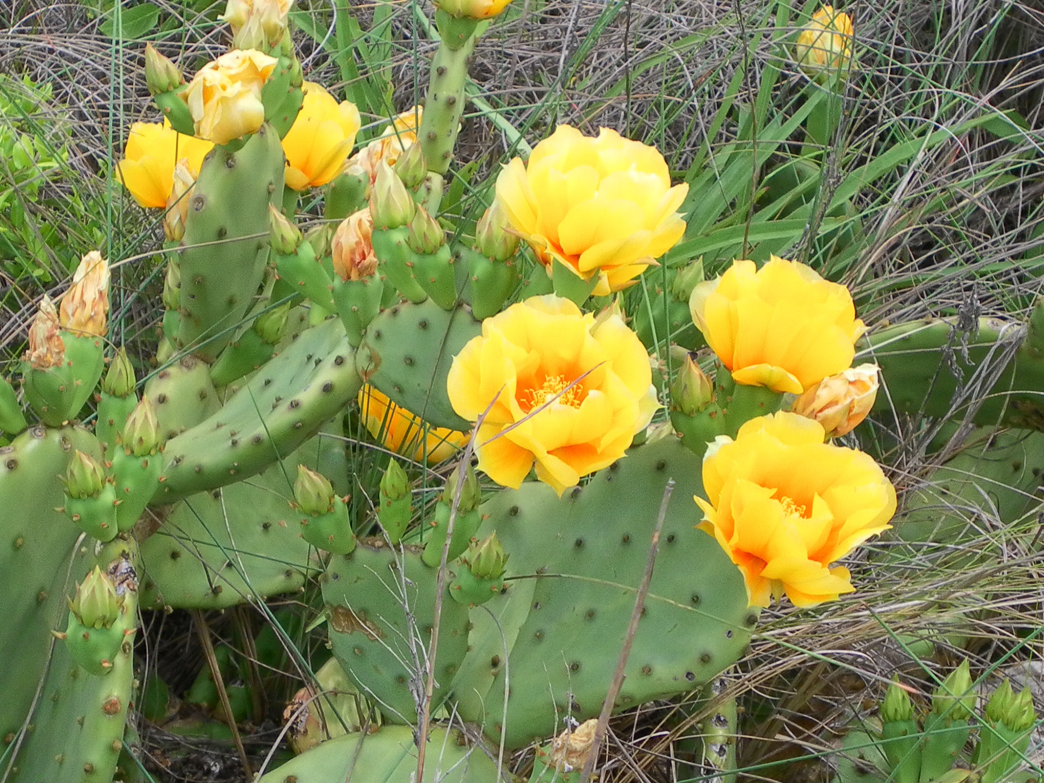 Samsung ST60 / VLUU ST60 /  TL105 /  ST61 sample photo. Cactus flower photography