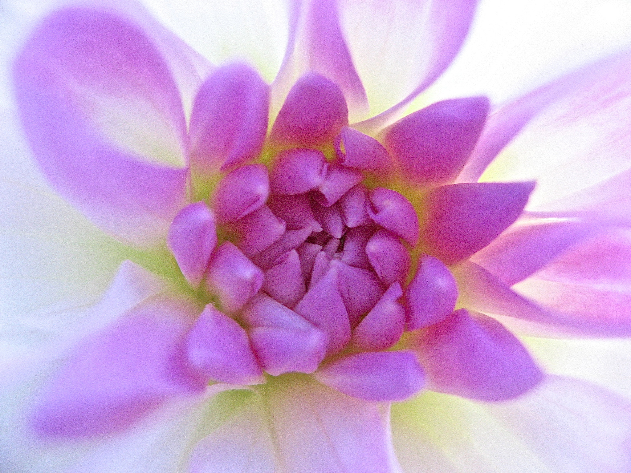 Canon POWERSHOT SD700 IS sample photo. Dahlia dream photography