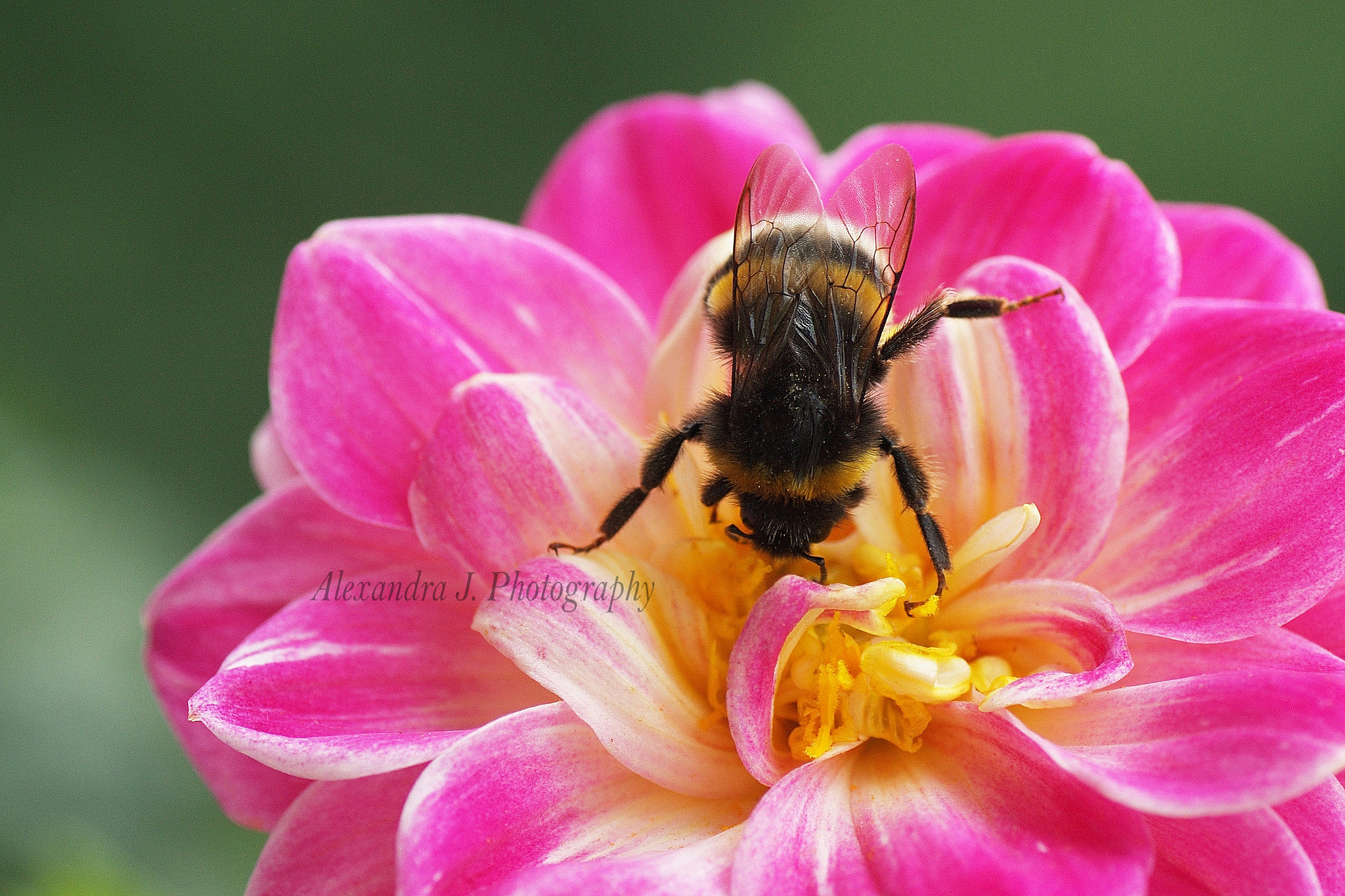 Pentax K10D sample photo. Bumble-bee photography