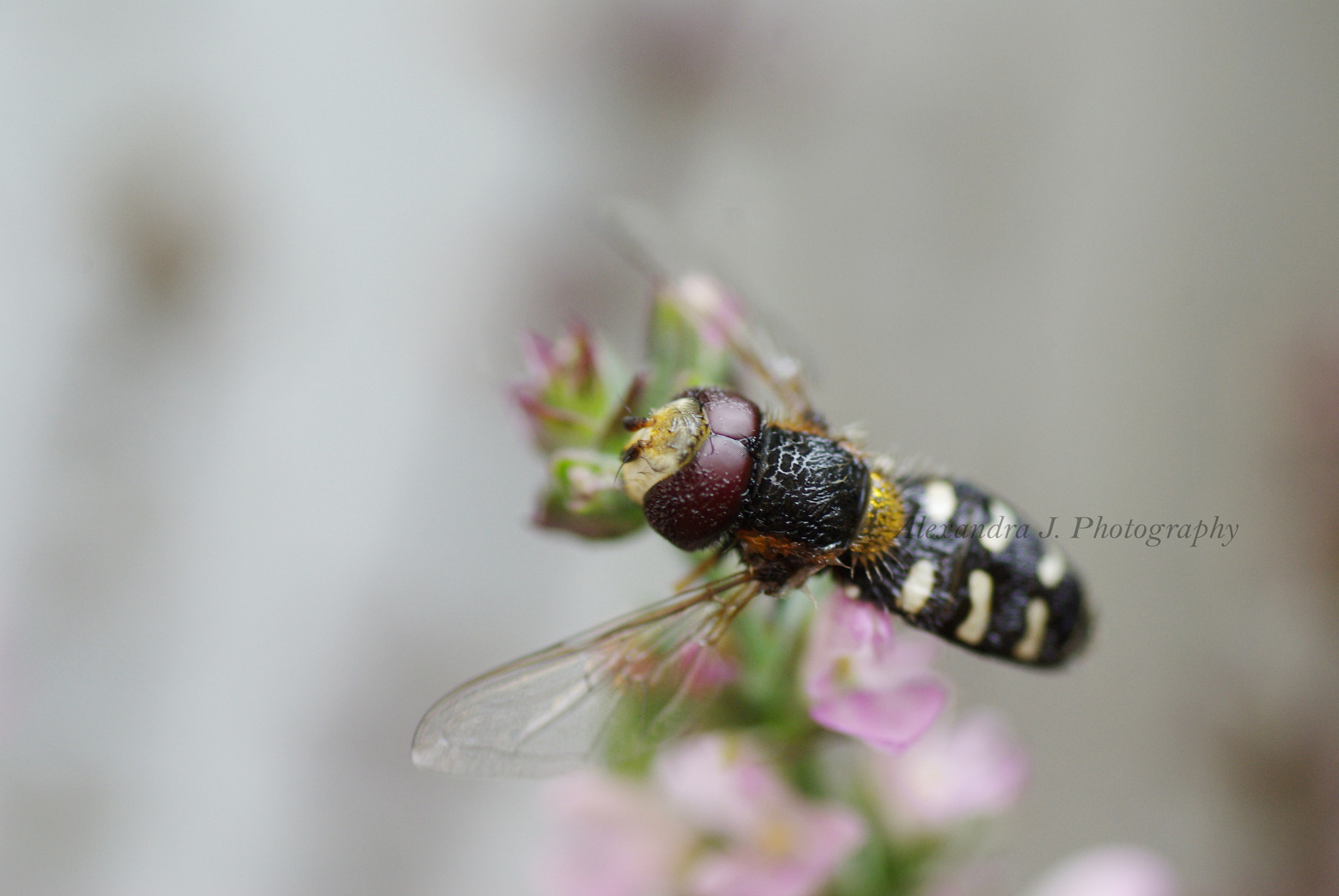 Tamron SP AF 90mm F2.8 Di Macro sample photo. Insect photography