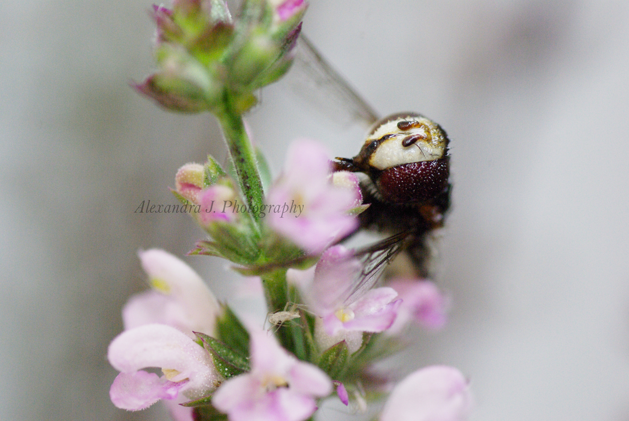 Tamron SP AF 90mm F2.8 Di Macro sample photo. Insect photography