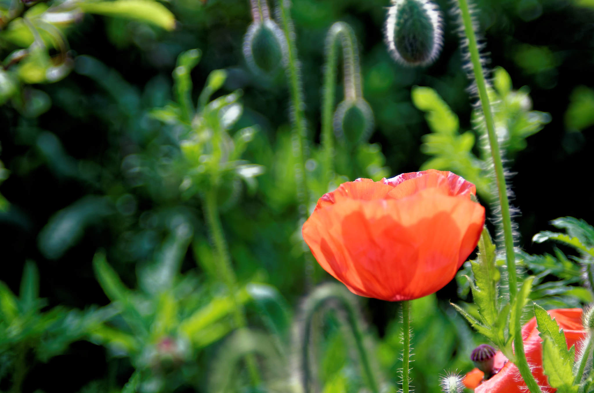 Manual Lens No CPU sample photo. In red photography