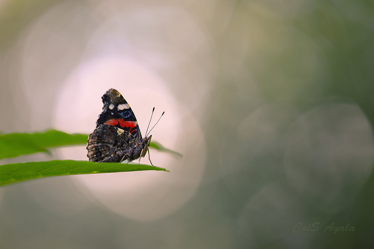 Nikon D4 sample photo. The forest queen photography