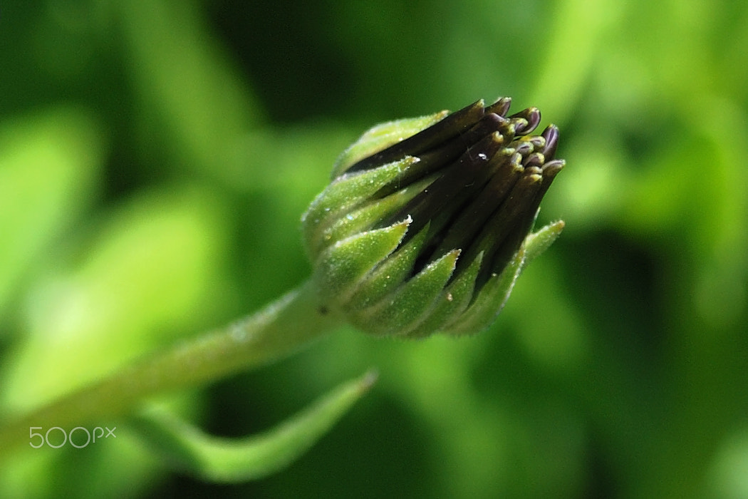 Nikon D80 sample photo. Flower photography