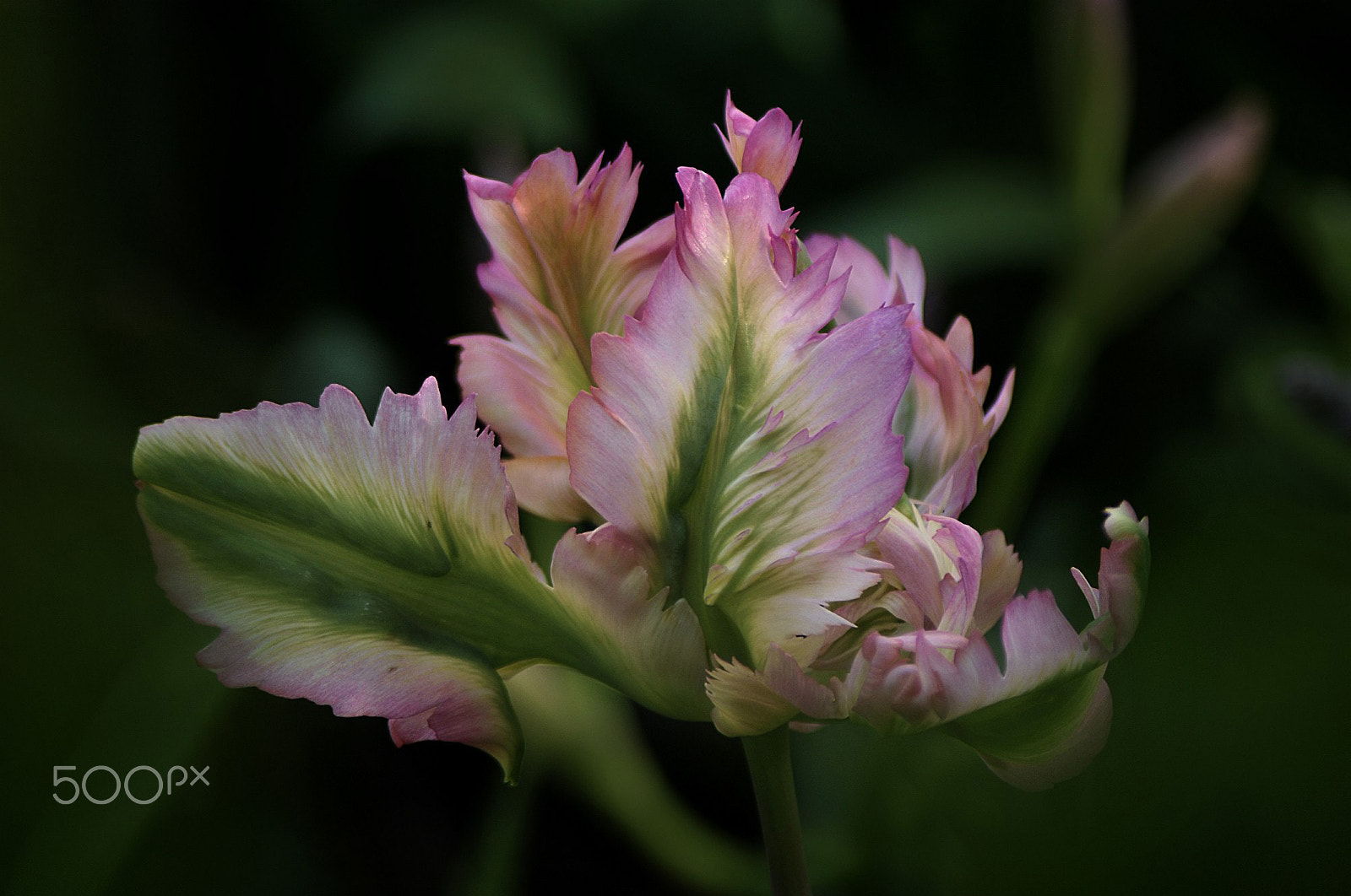 Nikon D300S sample photo. Tulip green wave i photography