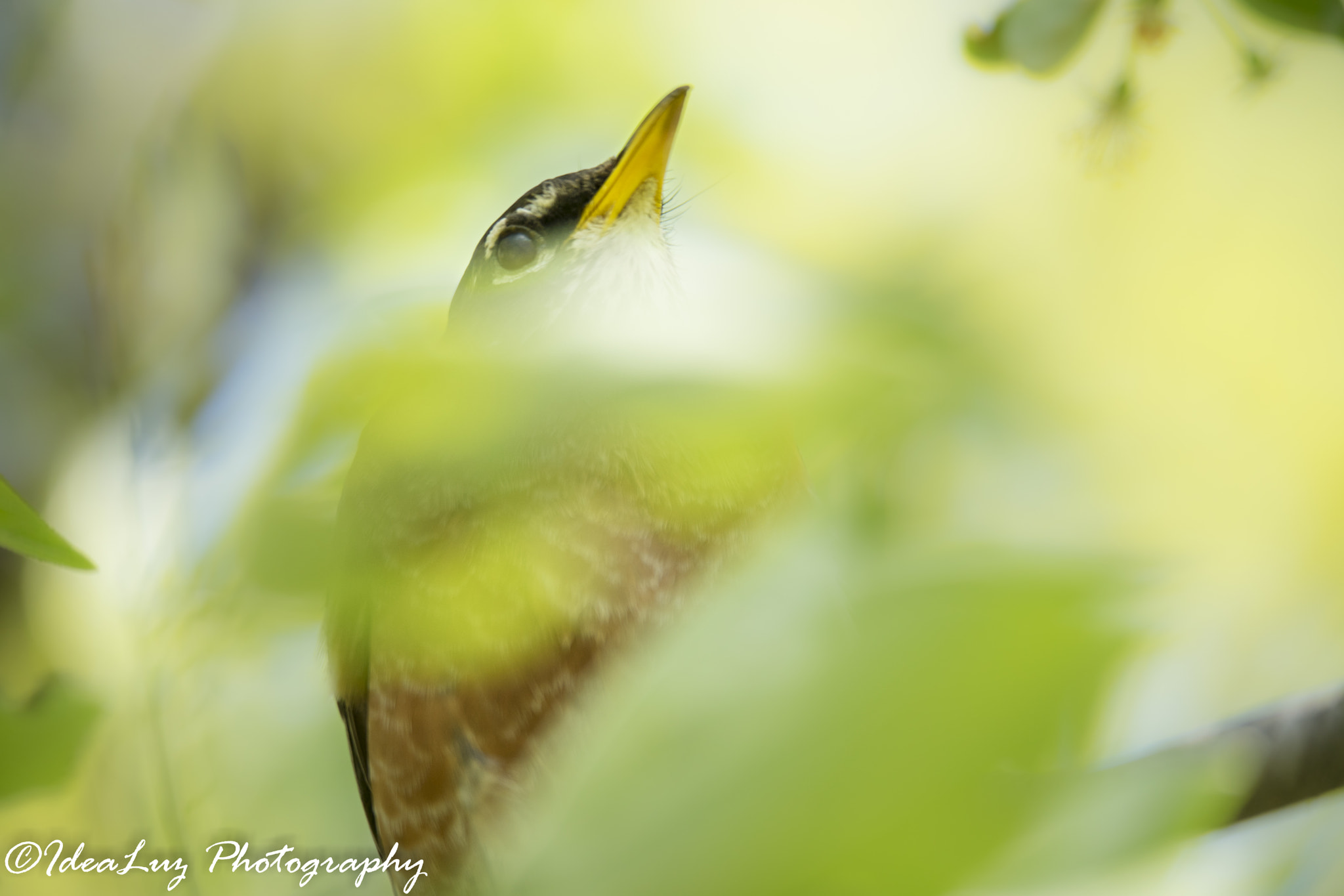 150mm F2.8 sample photo. Sentinel photography