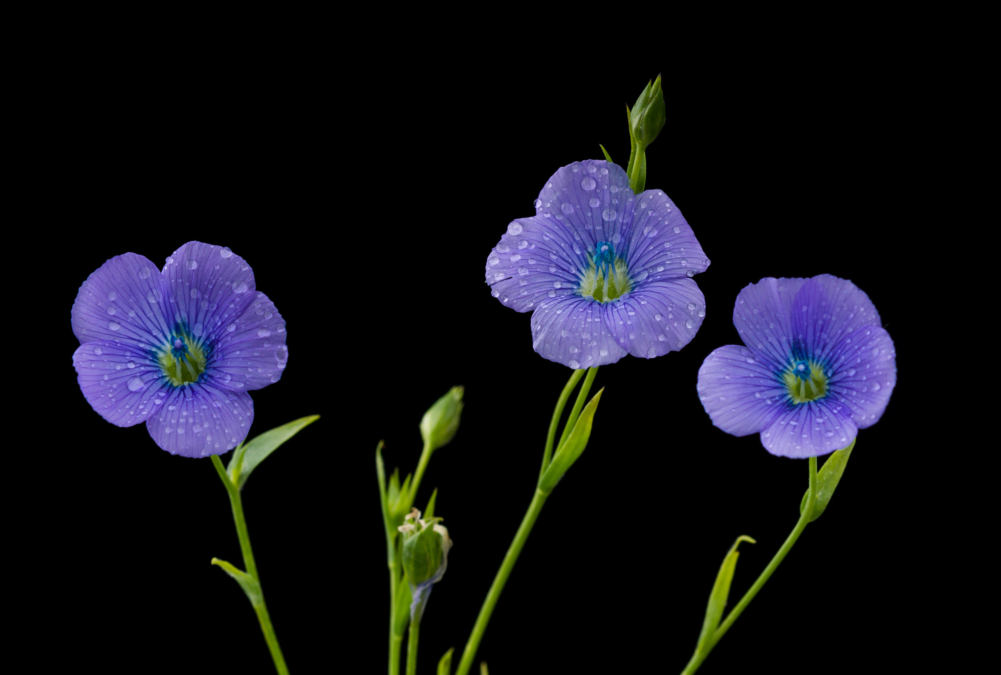 Sony 100mm F2.8 Macro sample photo. Flax. photography