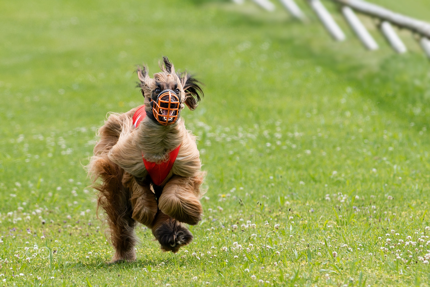 Nikon D800 + Nikon AF-S Nikkor 300mm F2.8G ED-IF VR sample photo. Afghane#2 photography