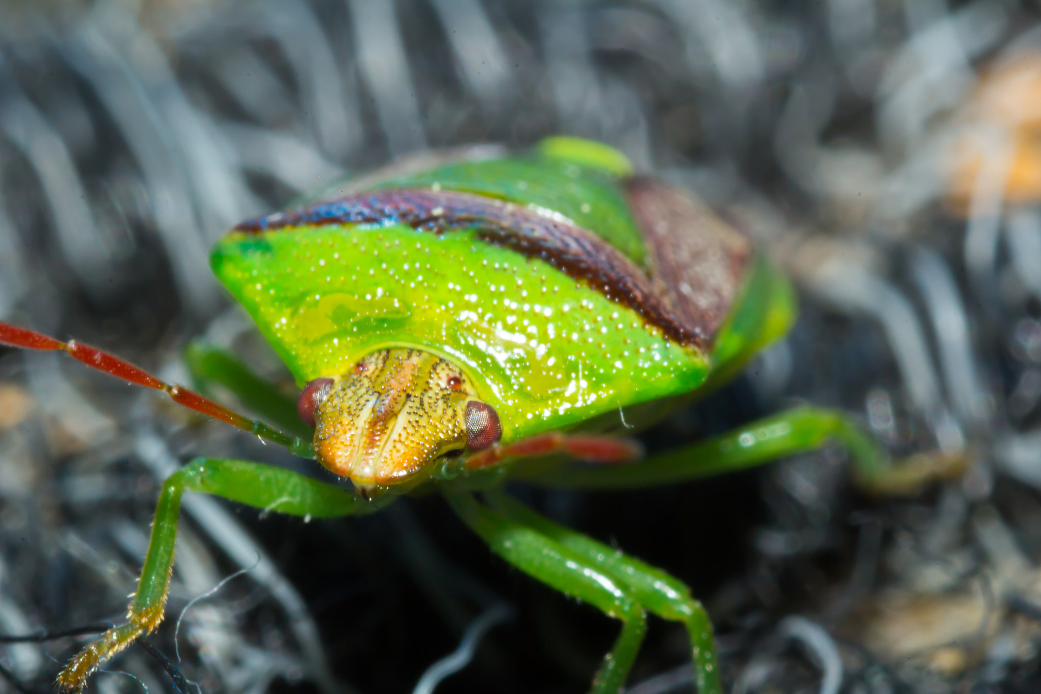 Canon EOS 60D + Tamron SP AF 90mm F2.8 Di Macro sample photo. Green bug 1 photography