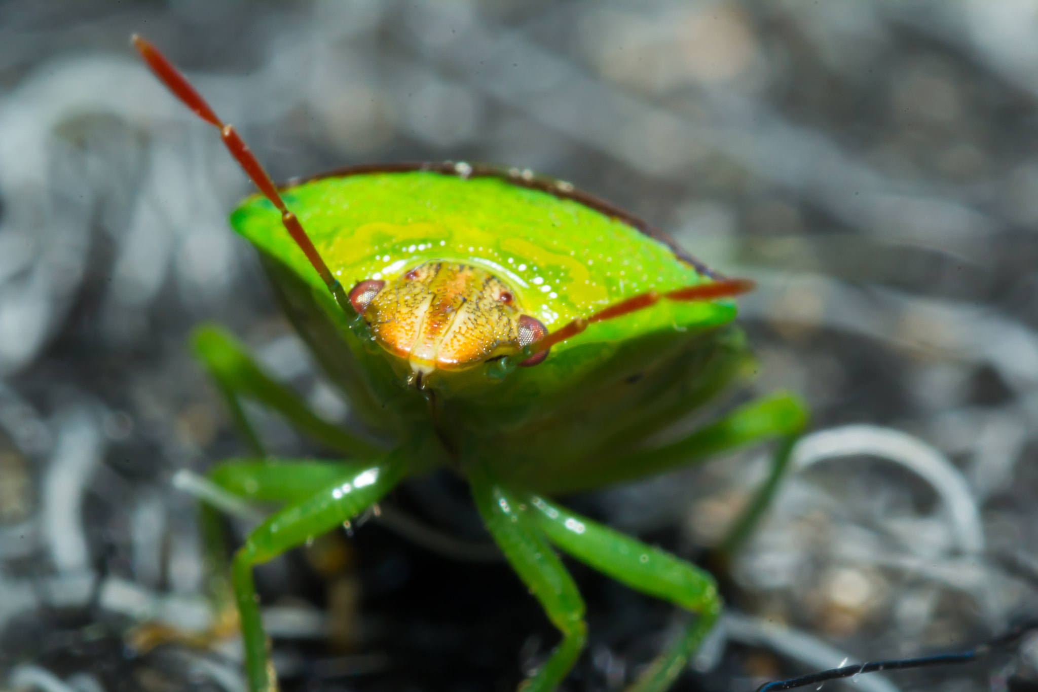 Tamron SP AF 90mm F2.8 Di Macro sample photo. Green bug 2 photography