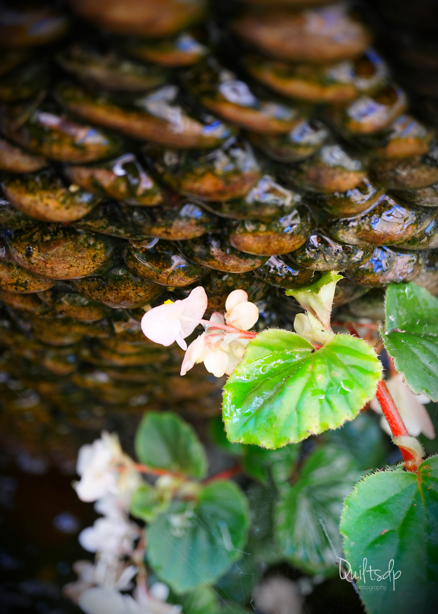 Sony a6300 + Sony E 30mm F3.5 Macro sample photo. Water fountain & flowers photography