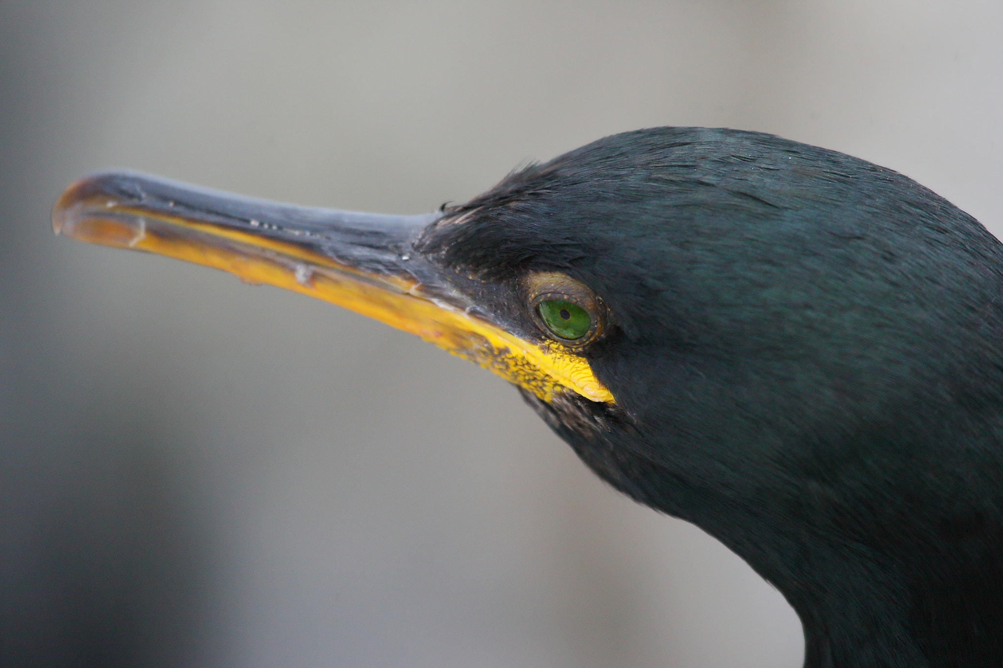 Canon EF 100-400mm F4.5-5.6L IS USM sample photo. Shag photography