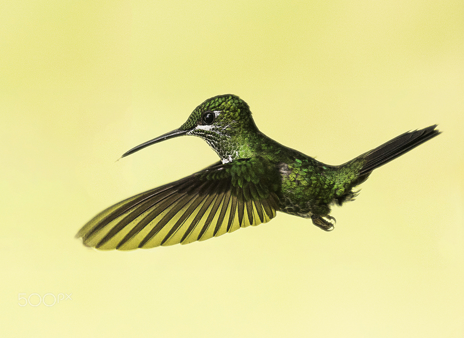 Sony 70-300mm F4.5-5.6 G SSM sample photo. The hummingbird photography