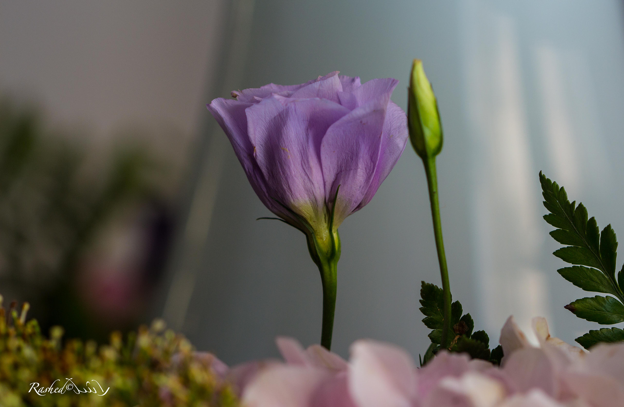 Canon EF 100mm F2.8 Macro USM sample photo