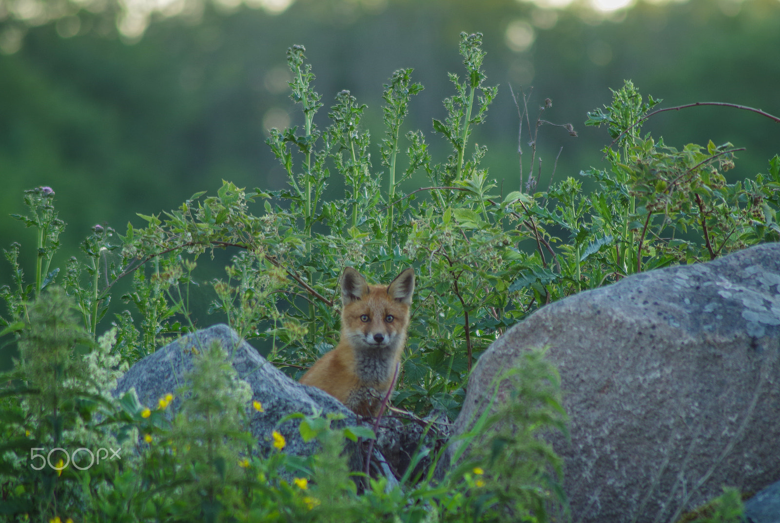 Pentax K-S1 + Tamron AF 70-300mm F4-5.6 Di LD Macro sample photo. Fox photography