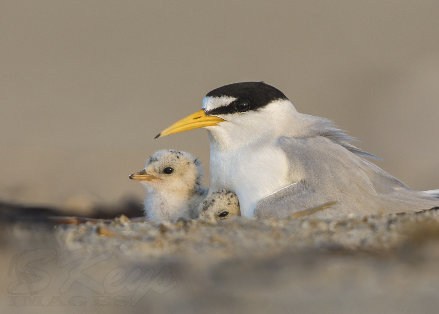 Nikon D7200 + Sigma 500mm F4.5 EX DG HSM sample photo. Guardian (least tern) photography