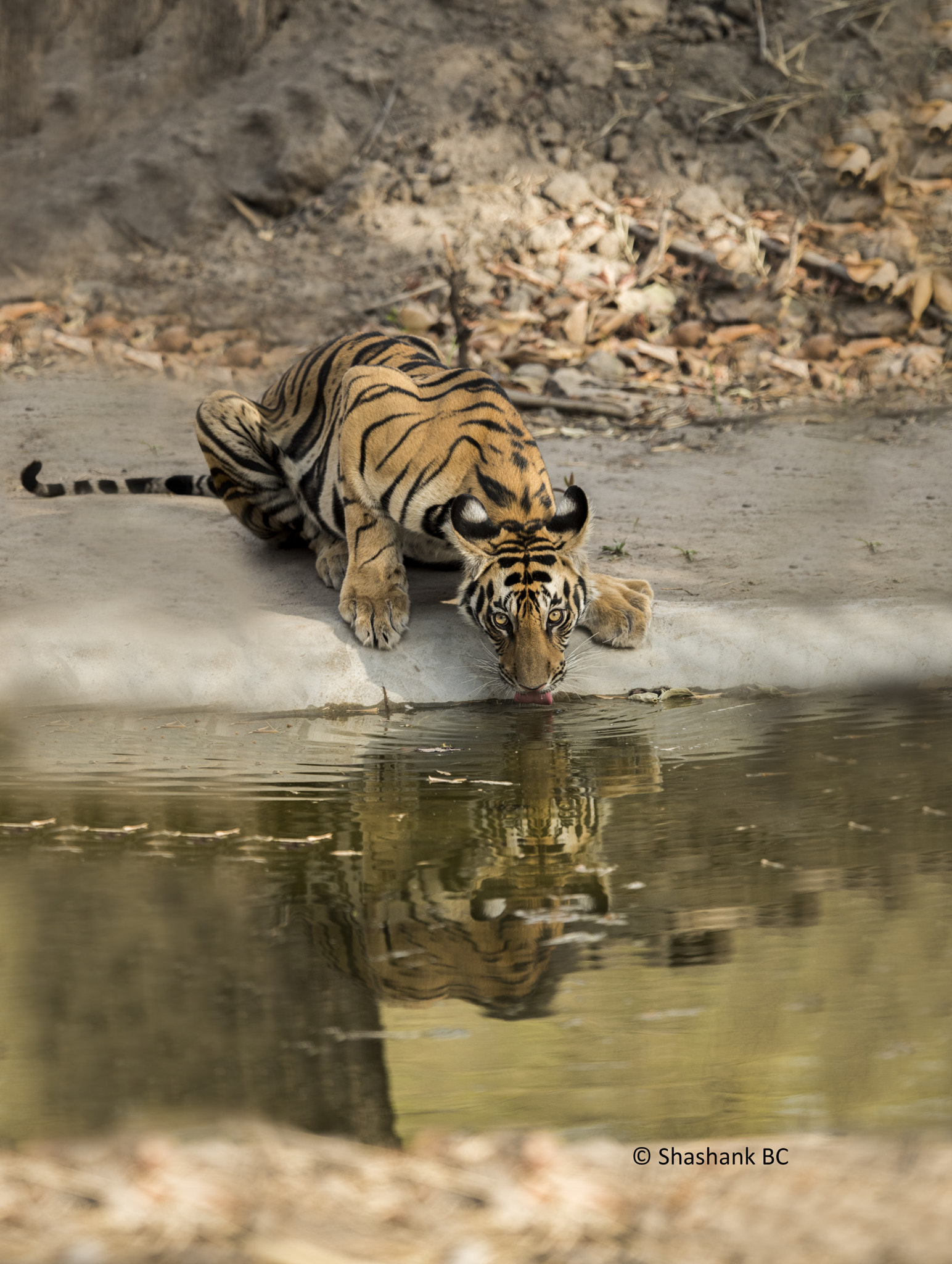 Nikon AF-S Nikkor 400mm F2.8E FL ED VR sample photo. The death stare. photography