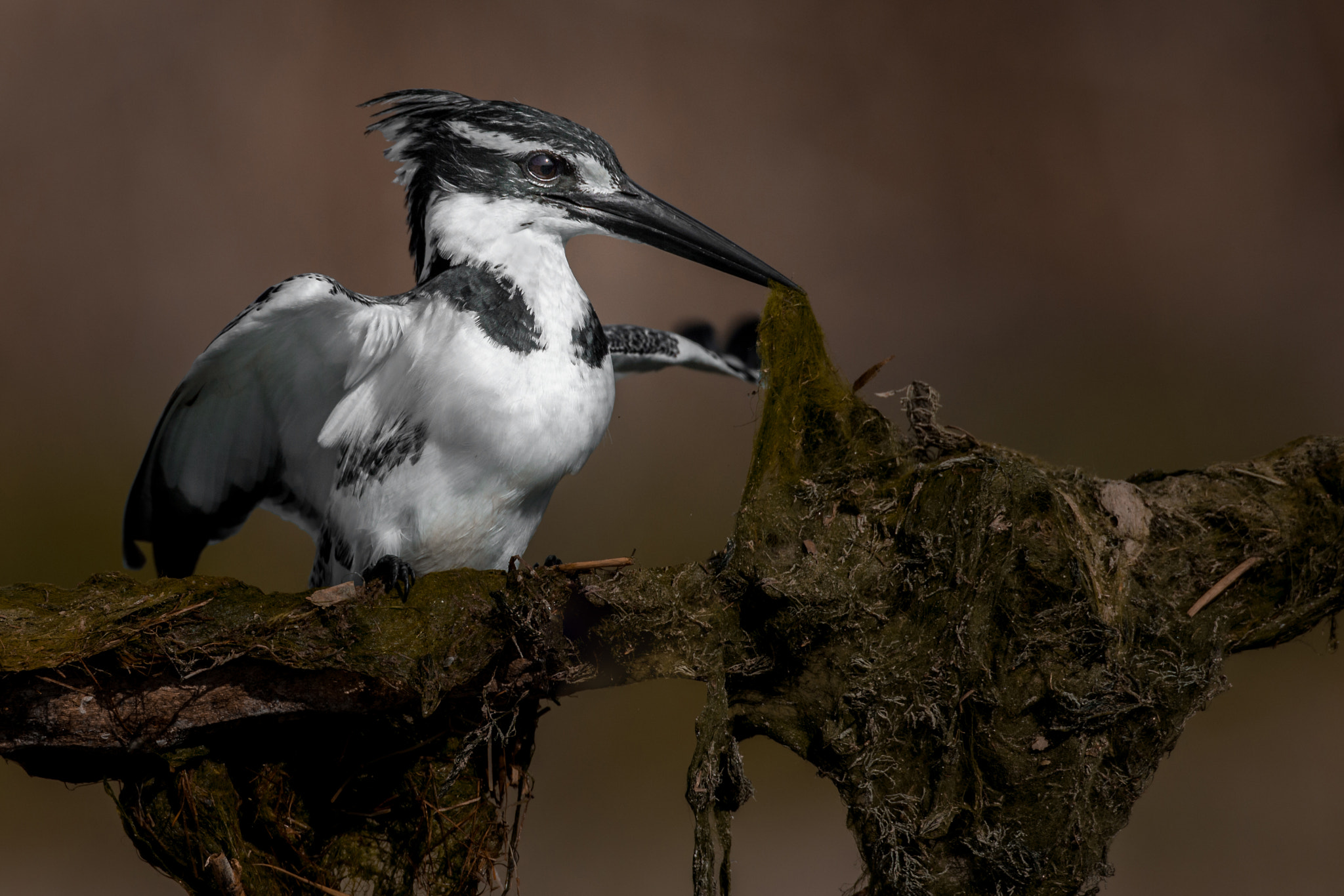 Canon EF 800mm F5.6L IS USM sample photo. Pied kingfisher photography