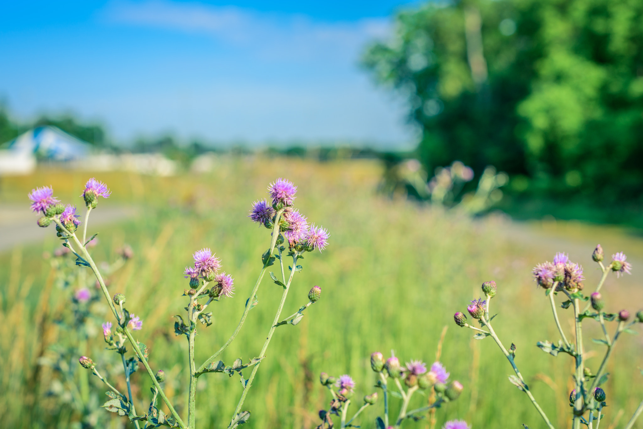 Nikon D810 + ZEISS Milvus 50mm F1.4 sample photo. Wildflowers photography