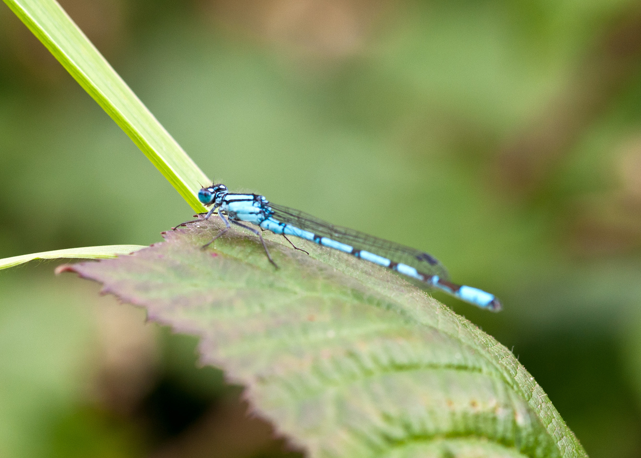 Sigma 105mm F2.8 EX DG OS HSM sample photo. Common blue damselfly male photography