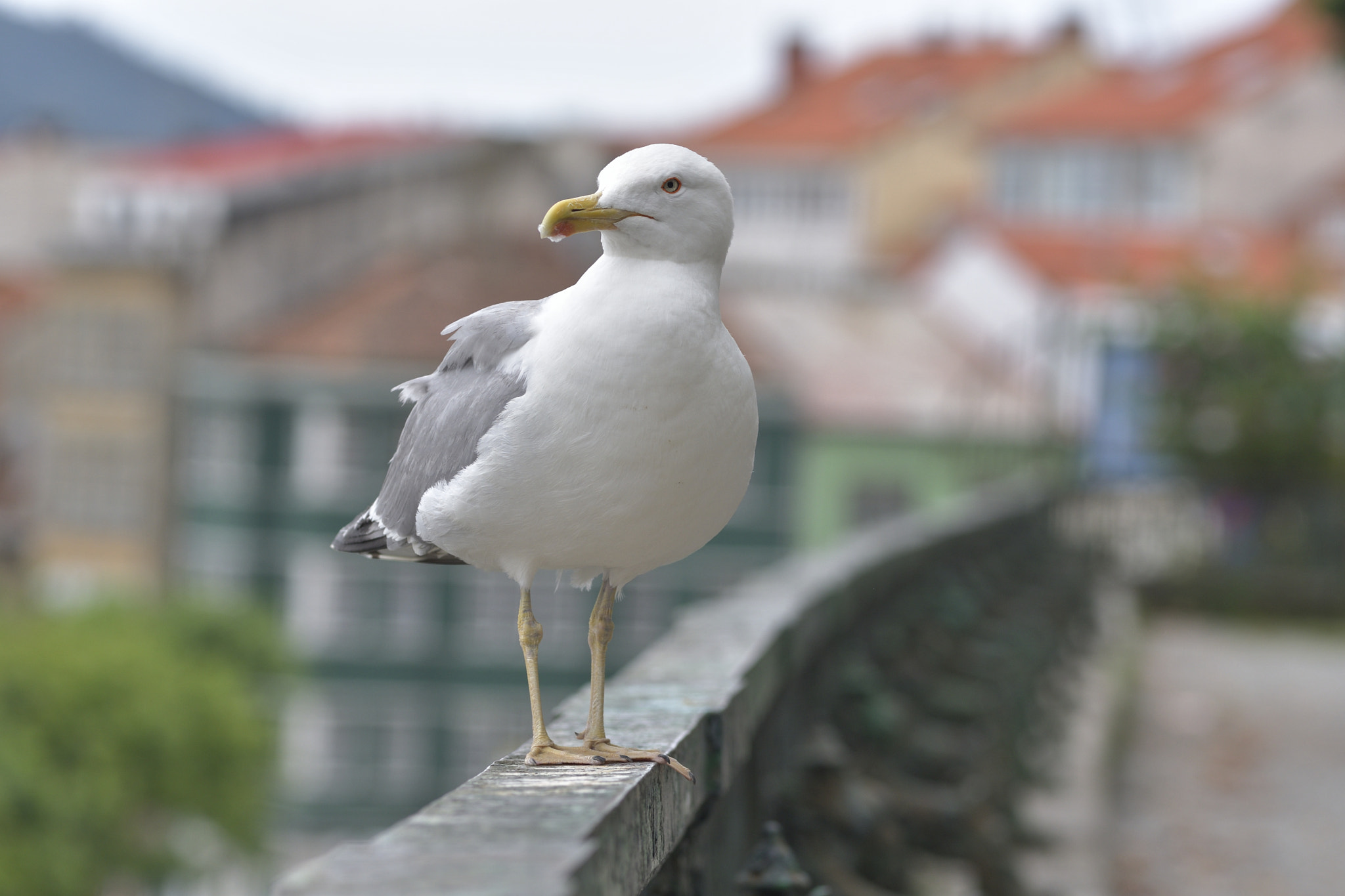 Nikon AF-Nikkor 80-200mm F2.8D ED sample photo. Juan salvador gaviota photography