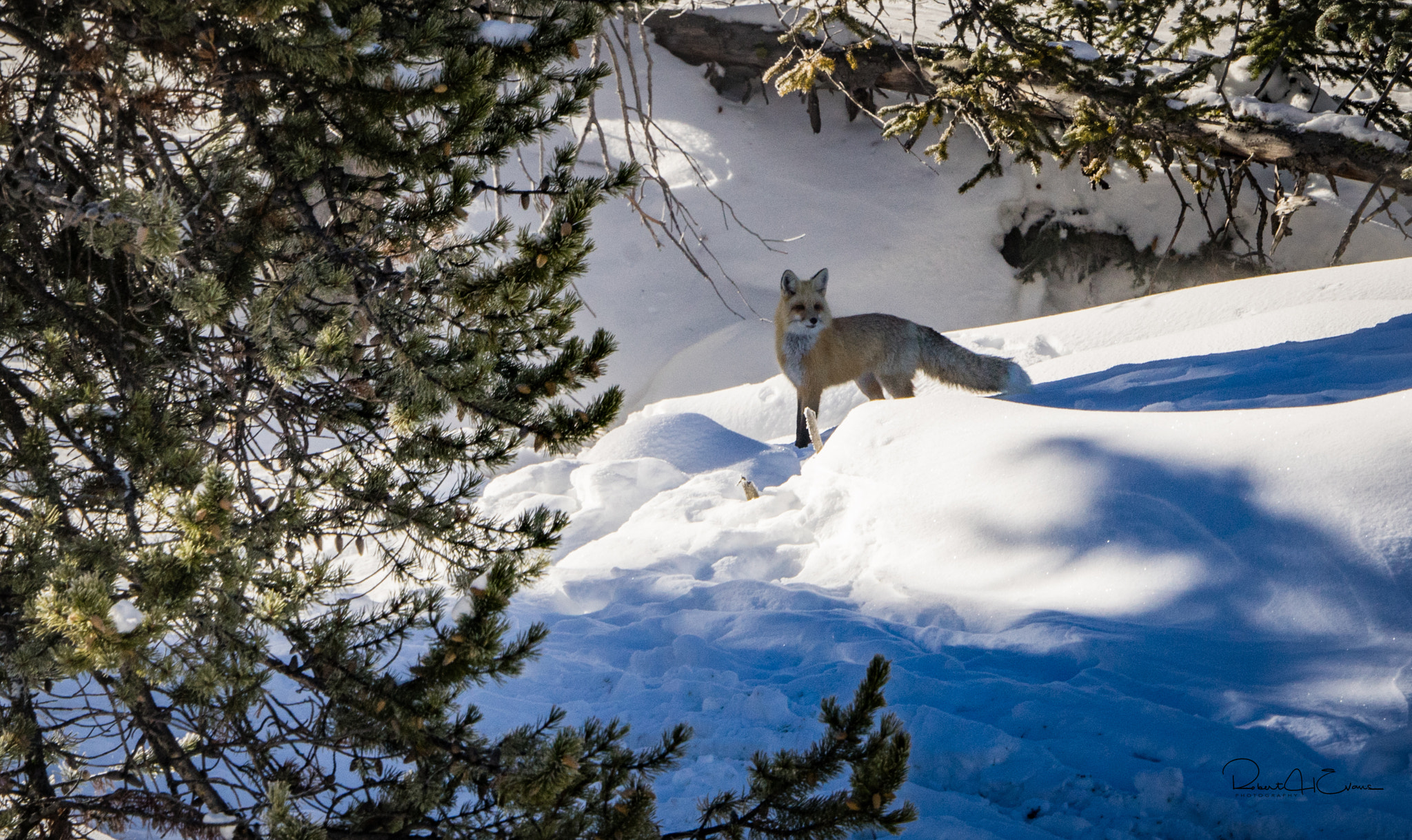 Sony a7R + Sony 70-400mm F4-5.6 G SSM II sample photo. Red fox at yellowstone photography