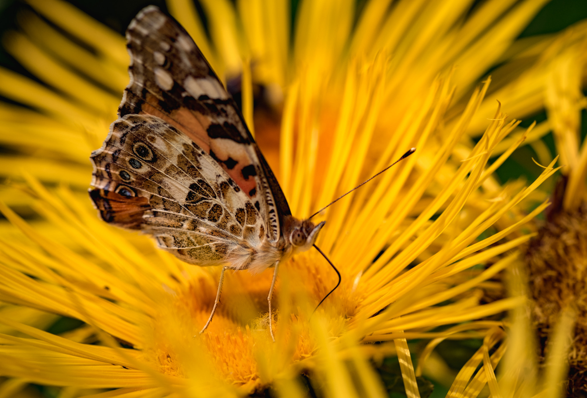 Fujifilm X-Pro2 + Fujifilm XF 60mm F2.4 R Macro sample photo. Butterfly photography