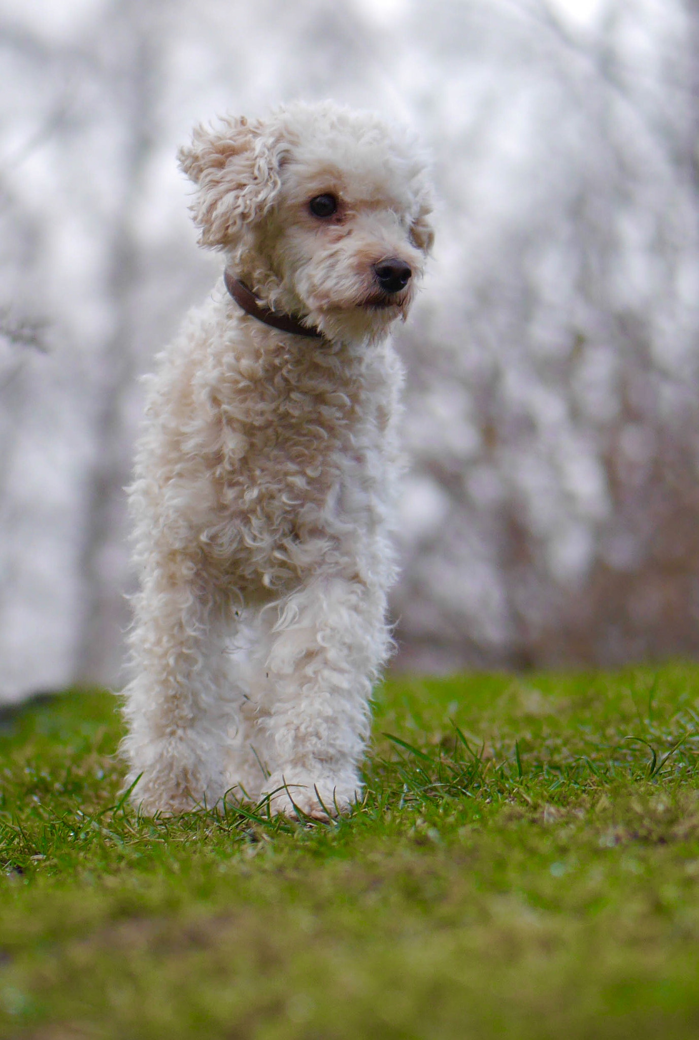 Panasonic Lumix G 42.5mm F1.7 ASPH Power OIS sample photo