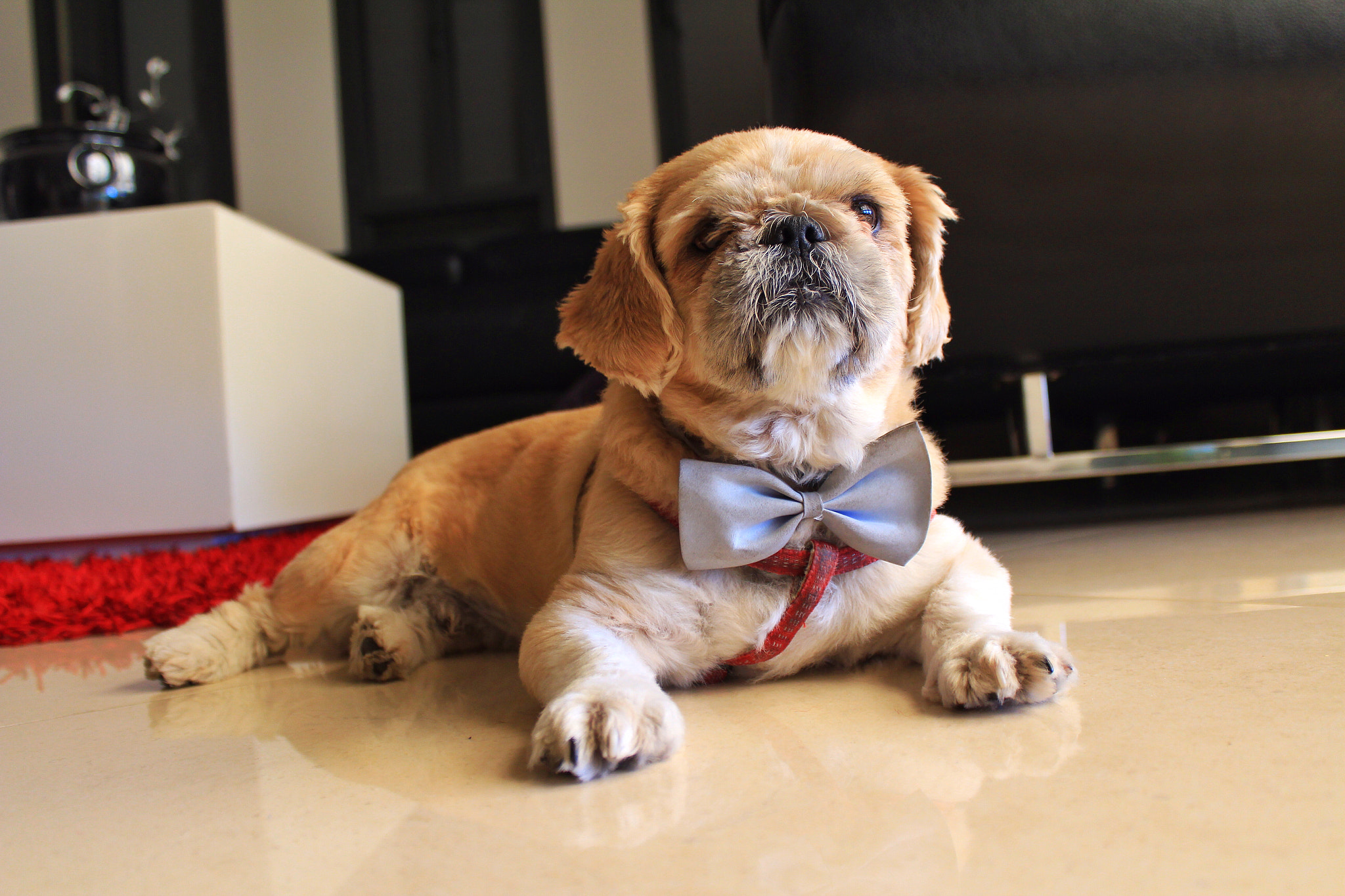 Canon EF-S 18-55mm F3.5-5.6 IS II sample photo. Lil' poonch photography