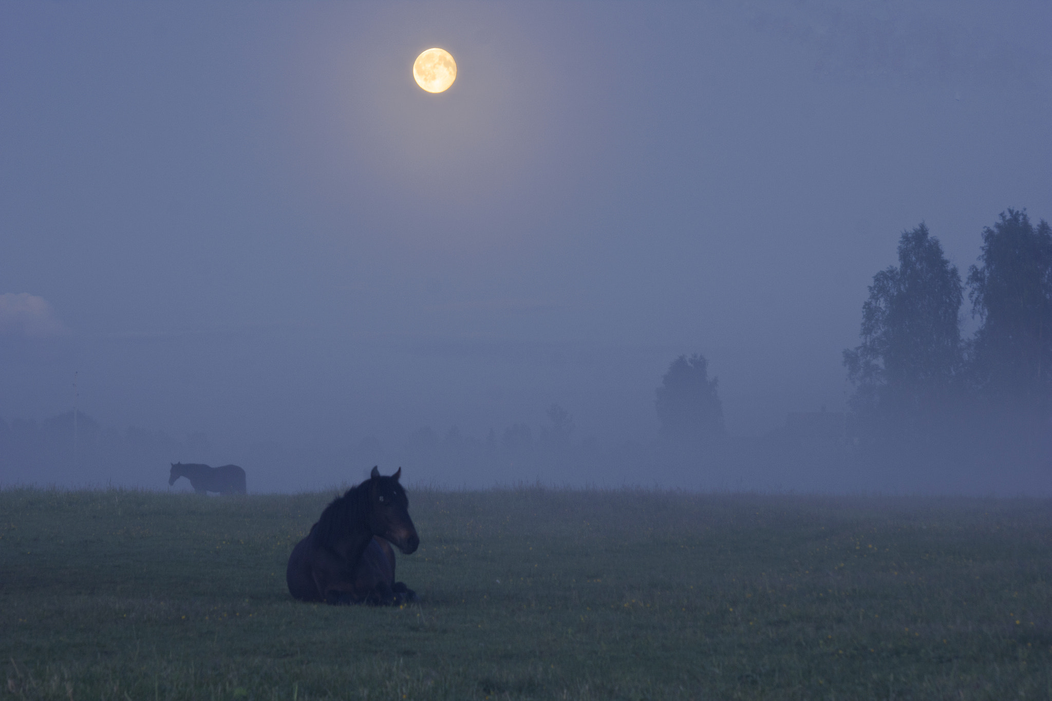 Sigma 50-200mm F4-5.6 DC OS HSM sample photo. In the moonlight photography