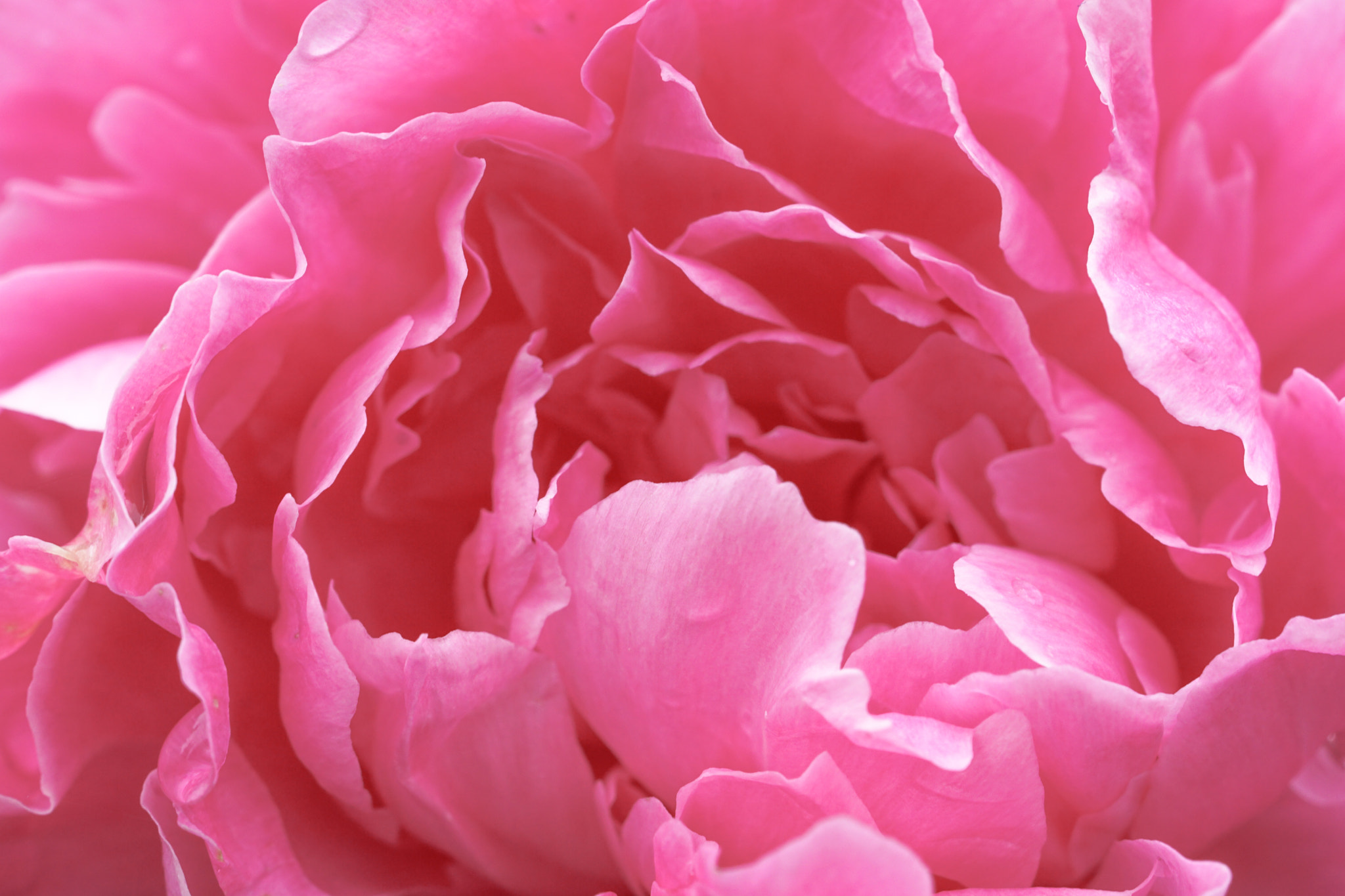 Sony FE 90mm F2.8 Macro G OSS sample photo