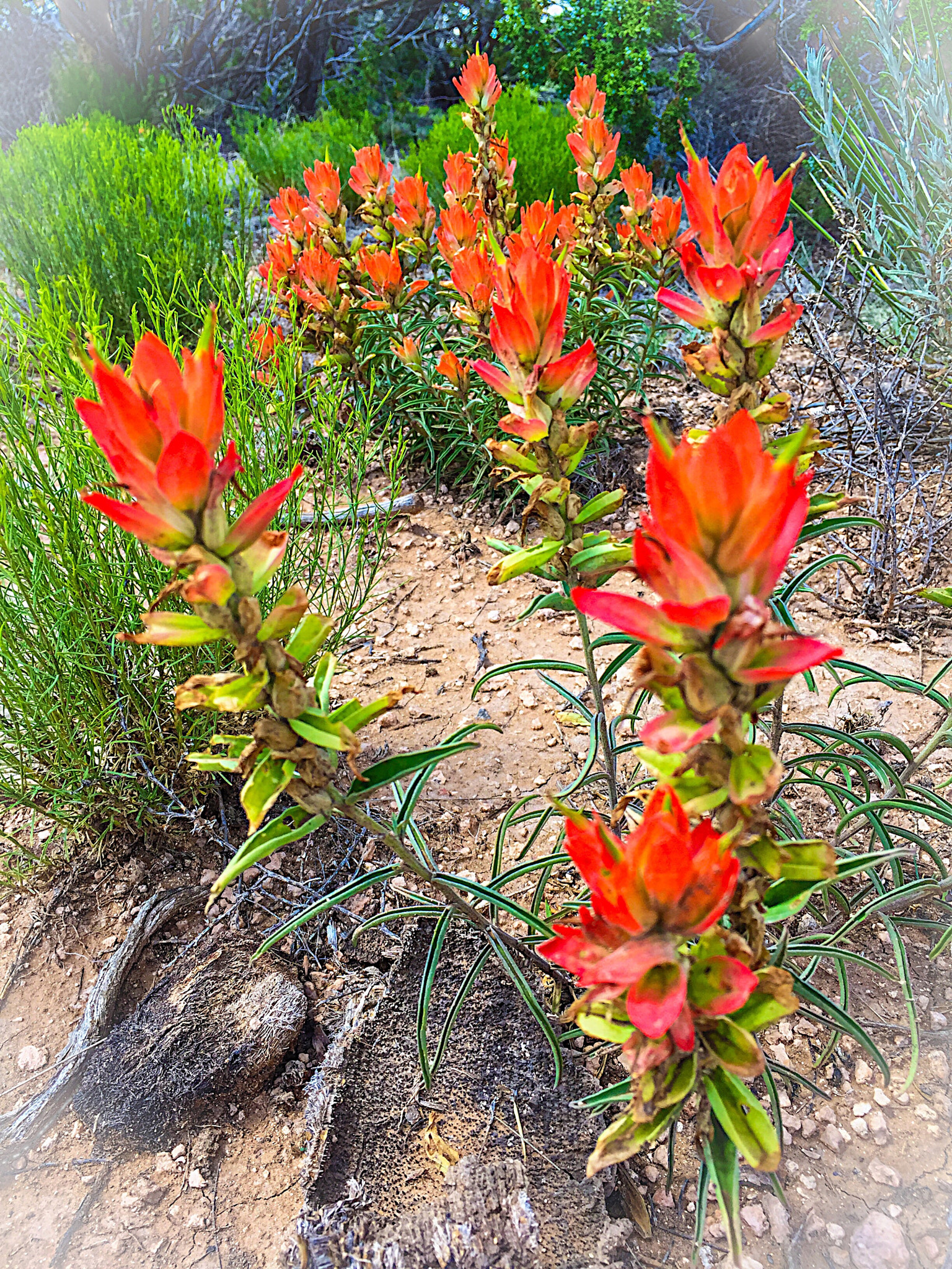 Apple iPhone7,2 sample photo. Among the paintbrush photography