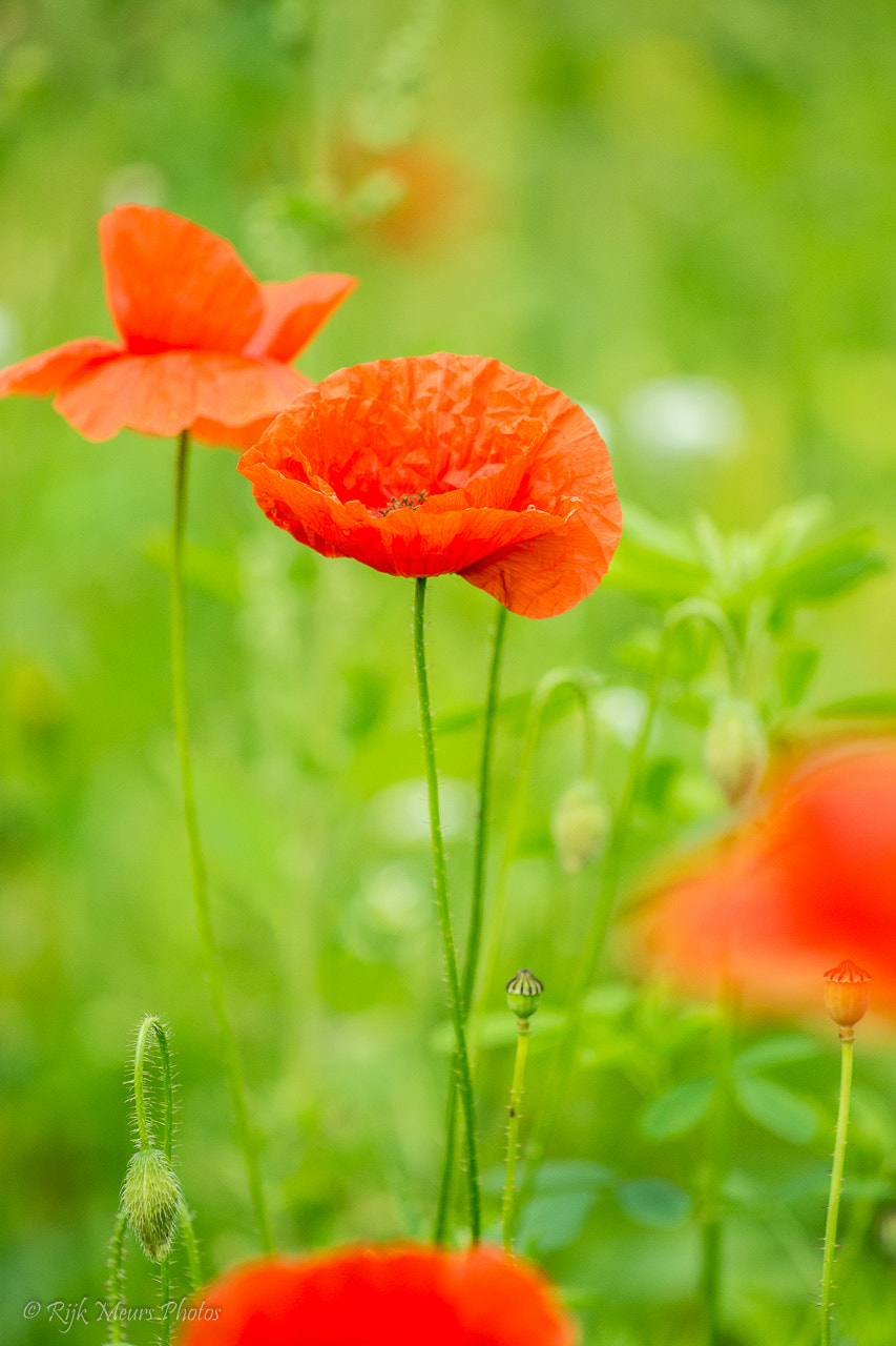 Nikon AF-S Nikkor 70-200mm F4G ED VR sample photo. Poppy - papaver - klaproos photography