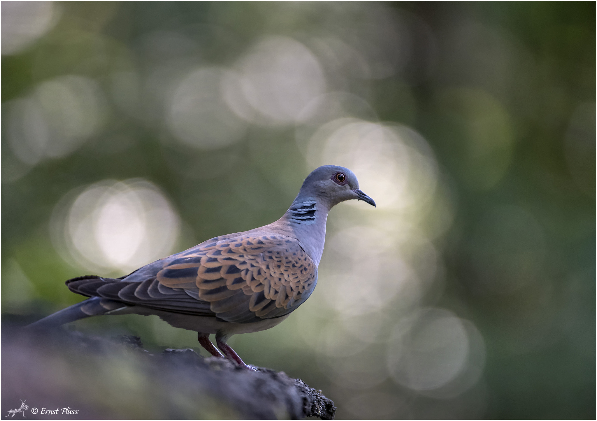 Nikon D5 sample photo. European turtle dove photography