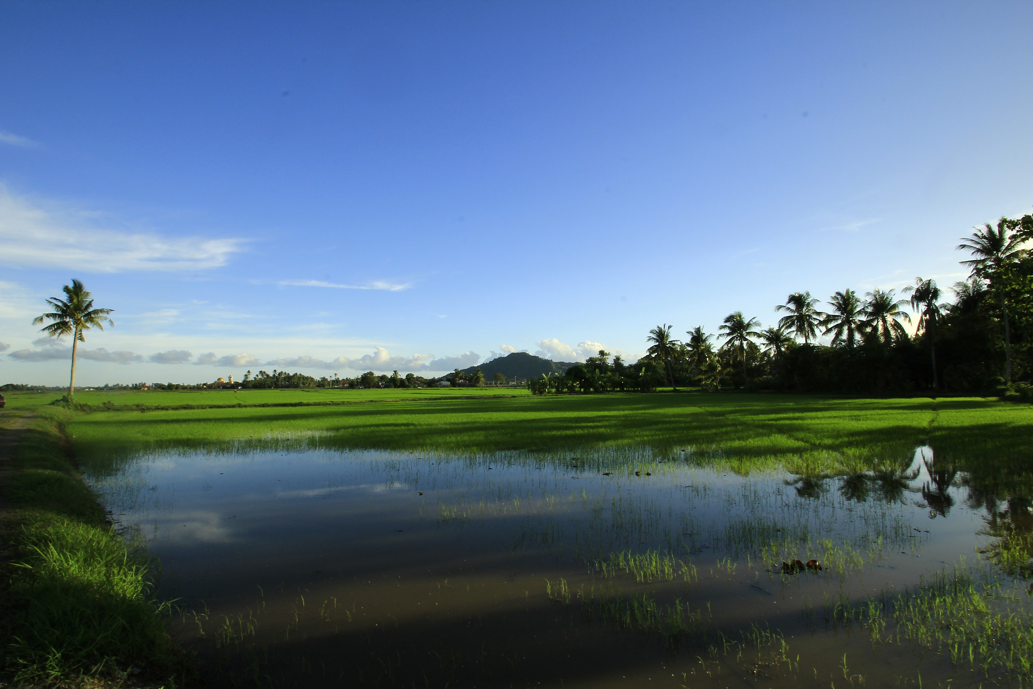 Sigma 10-20mm F3.5 EX DC HSM sample photo. Paddy field photography