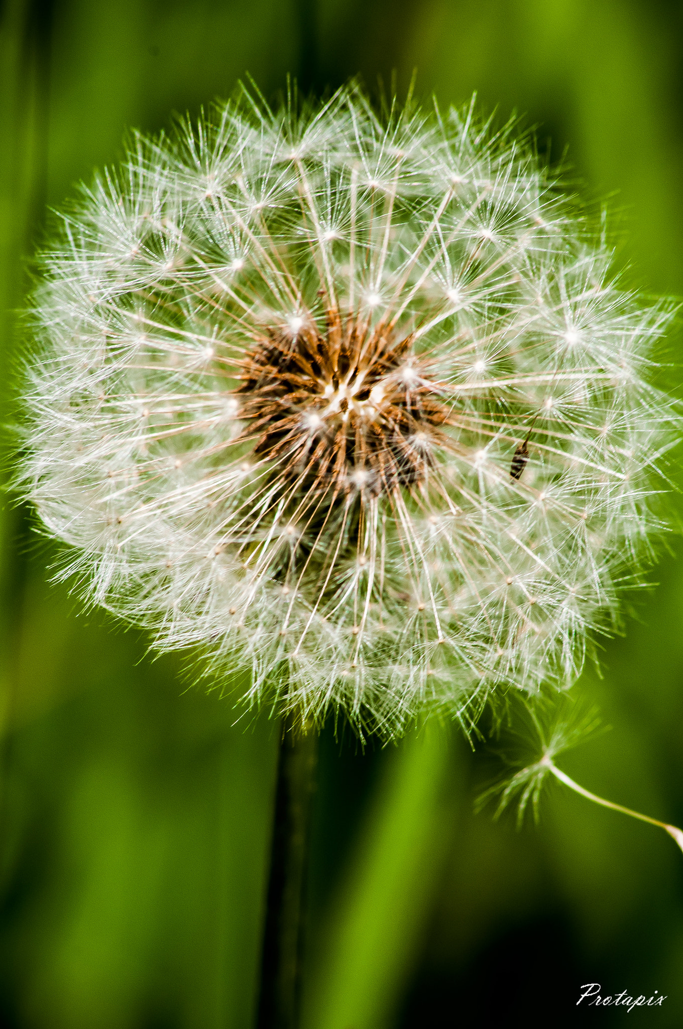Sigma 70-300mm F4-5.6 APO DG Macro sample photo. Macro-flower photography